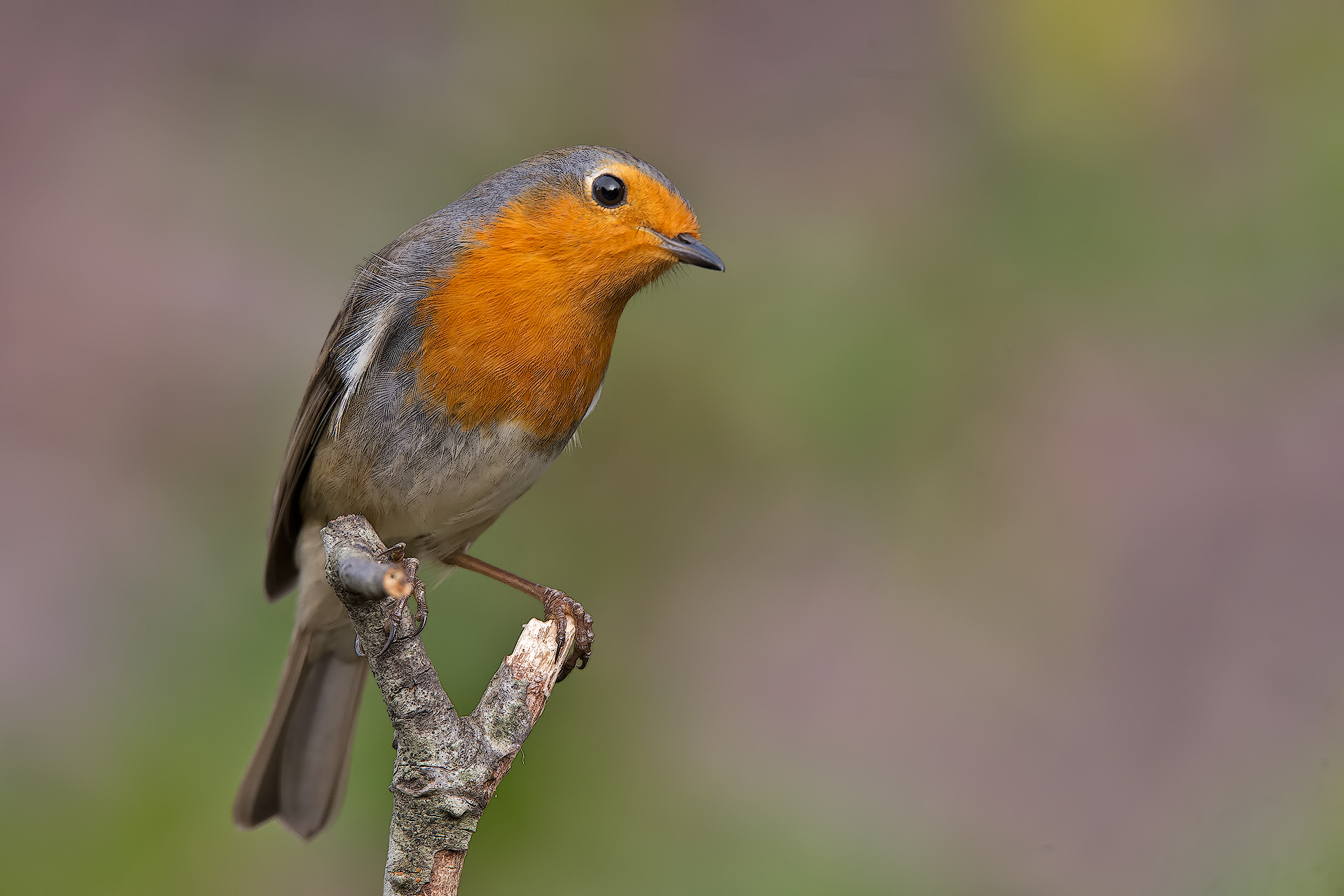 Robin Redbreast