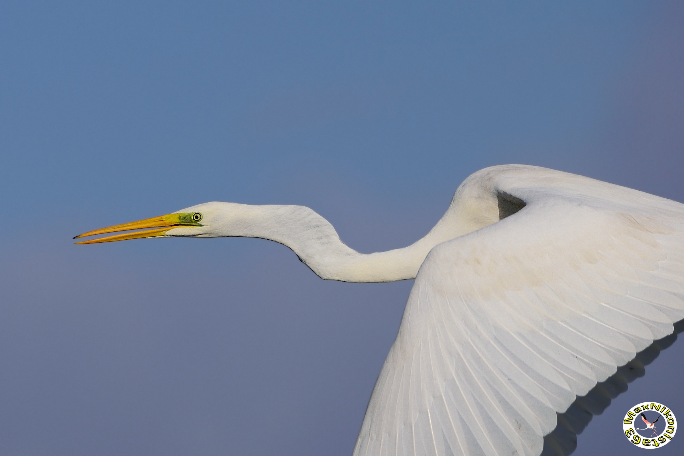 heron in flight details