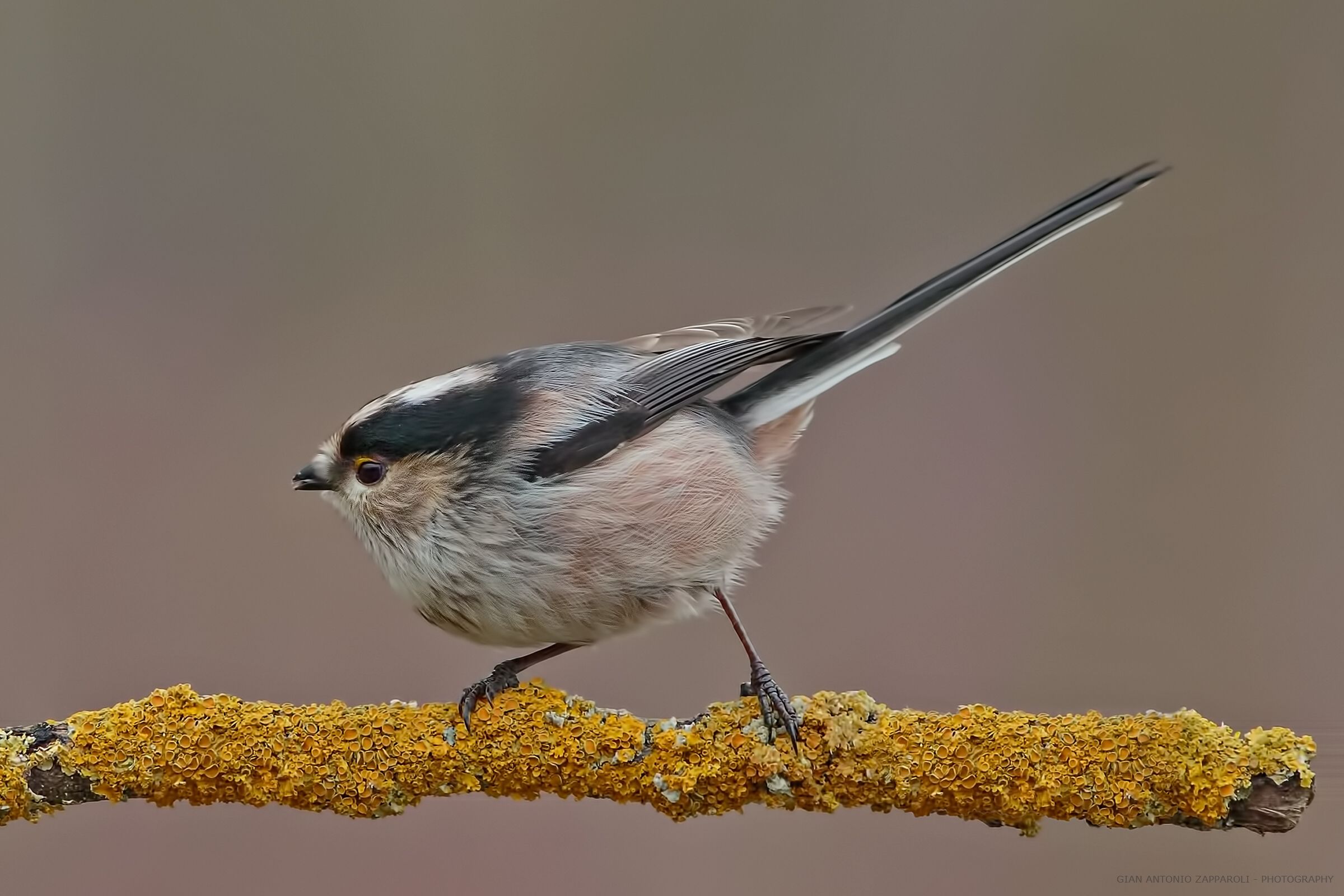 Codibùgnolo (Aegithalos caudatus)