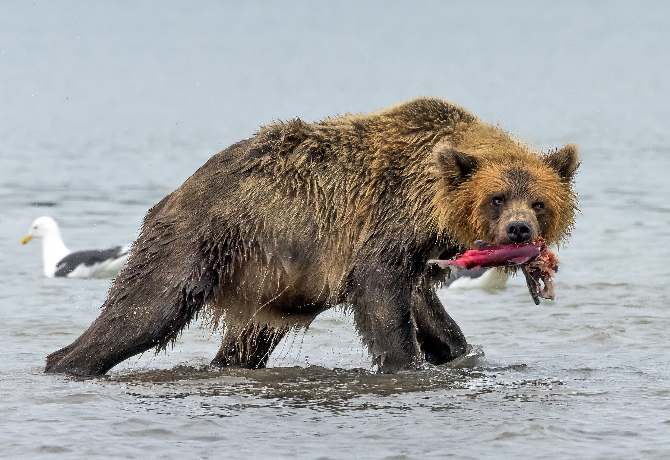 Kamchatka 2016 - Pesca