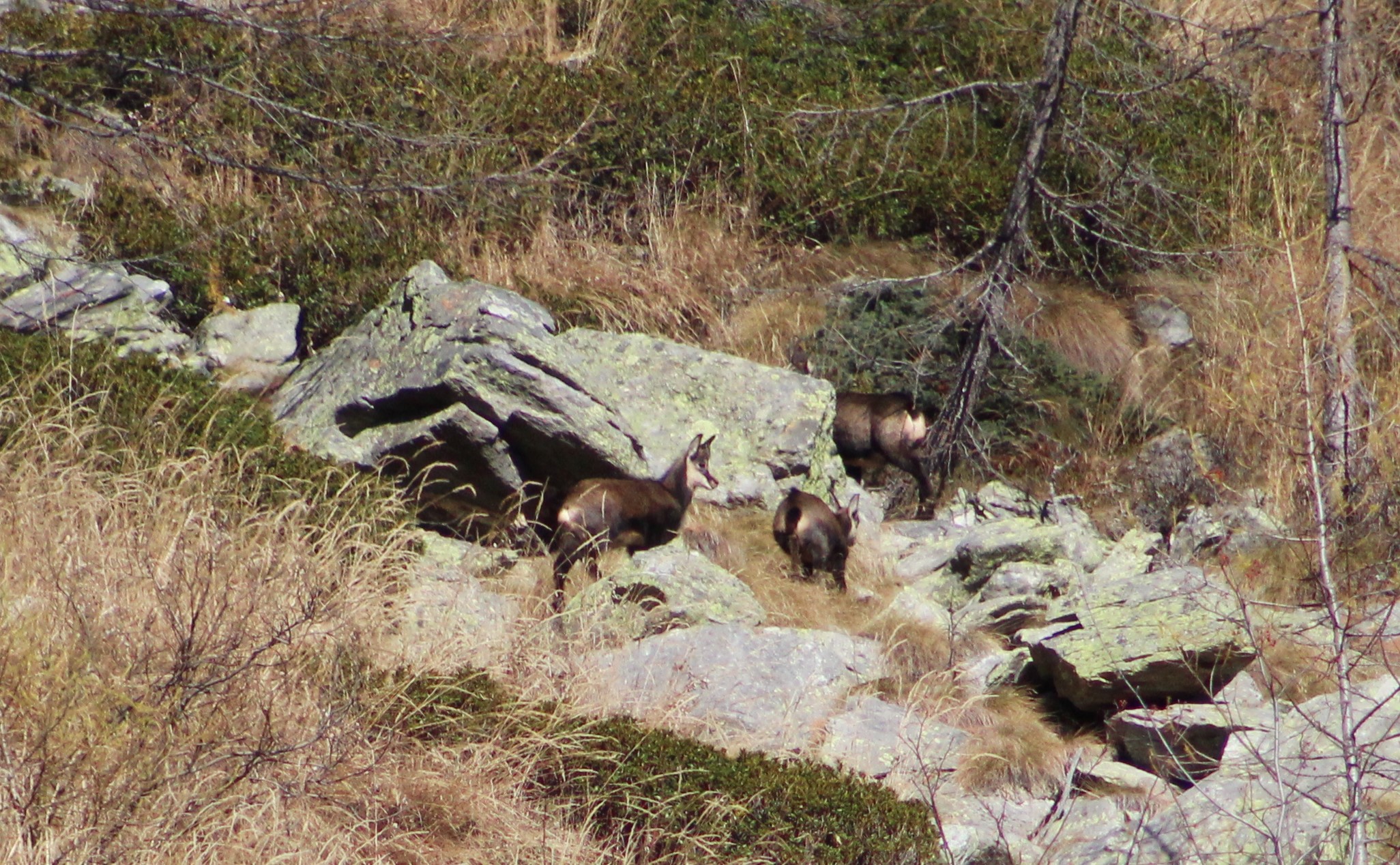 il piccolo della famiglia