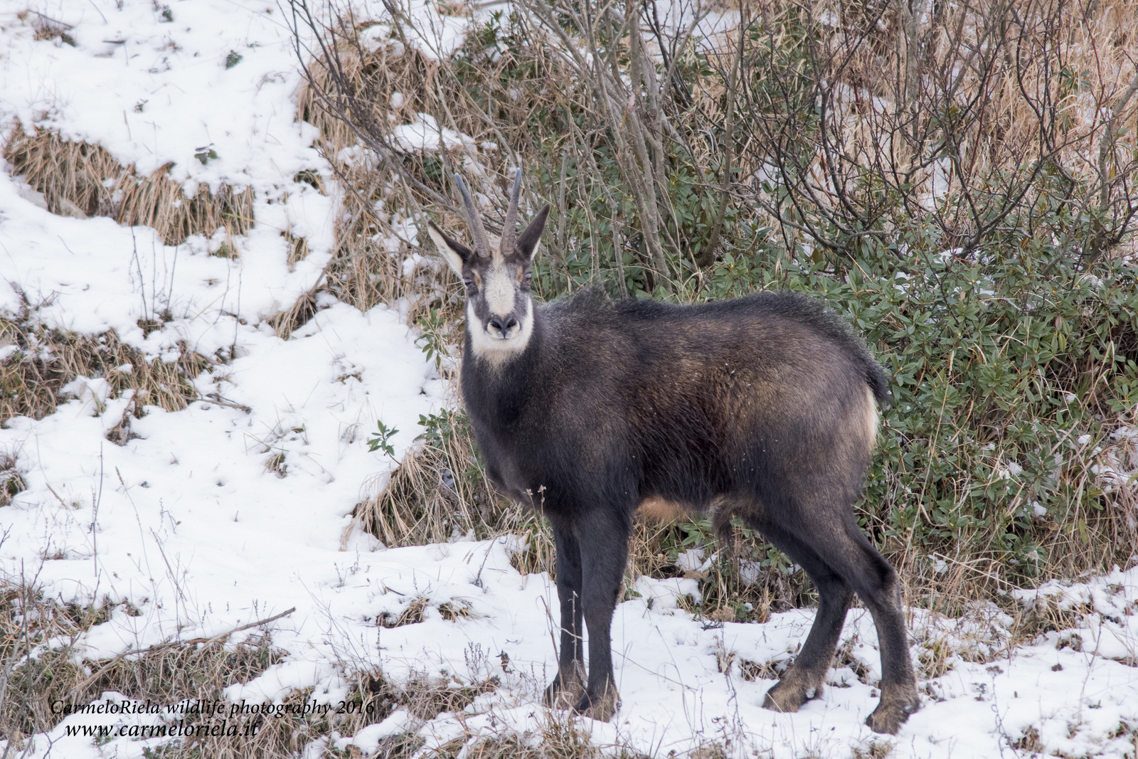 Camoscio che ci scruta.