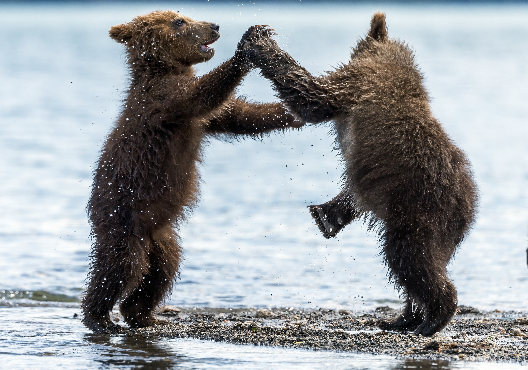 Kamchatka 2016 -Balletto
