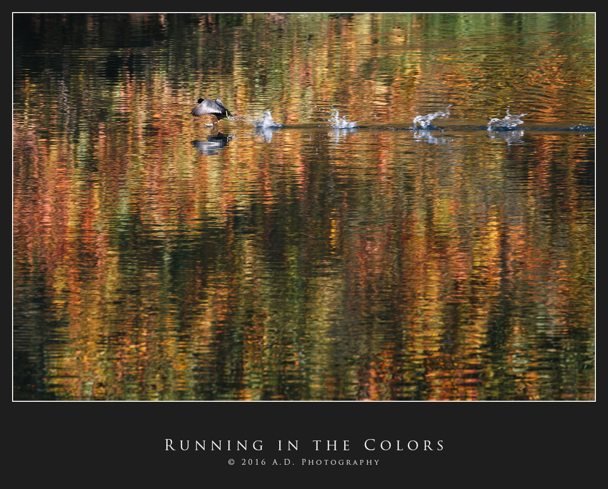 Running in the Colors