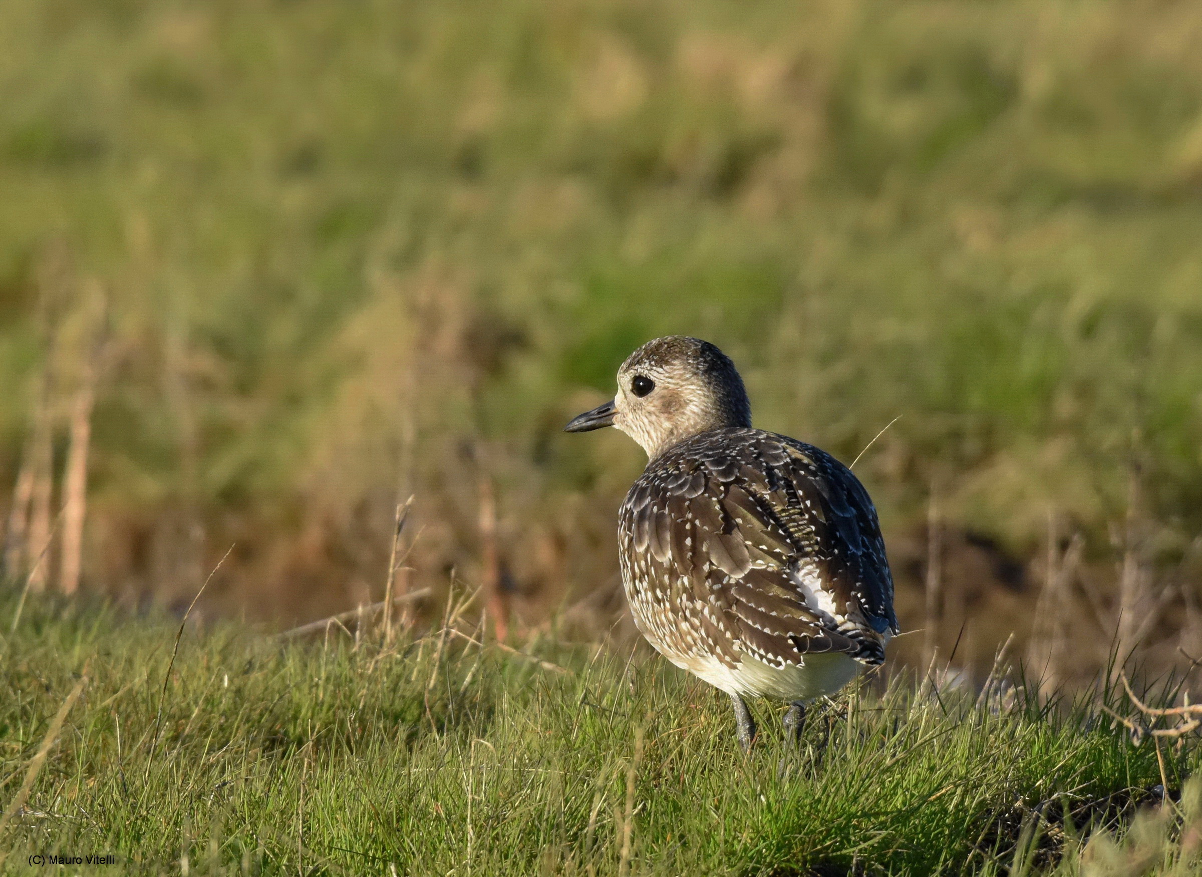 Grey Plover