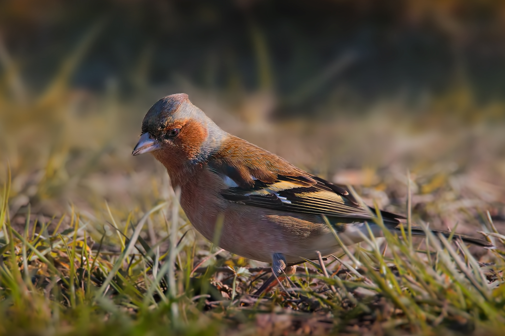 Female Brambling (Fringilla montifringilla)