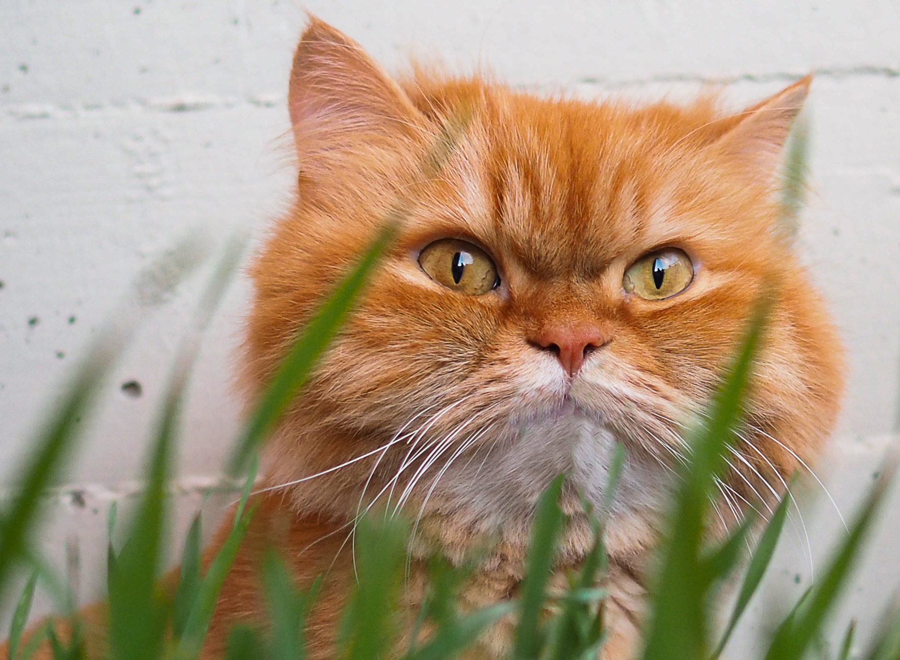 Rudy nella savana casalinga...