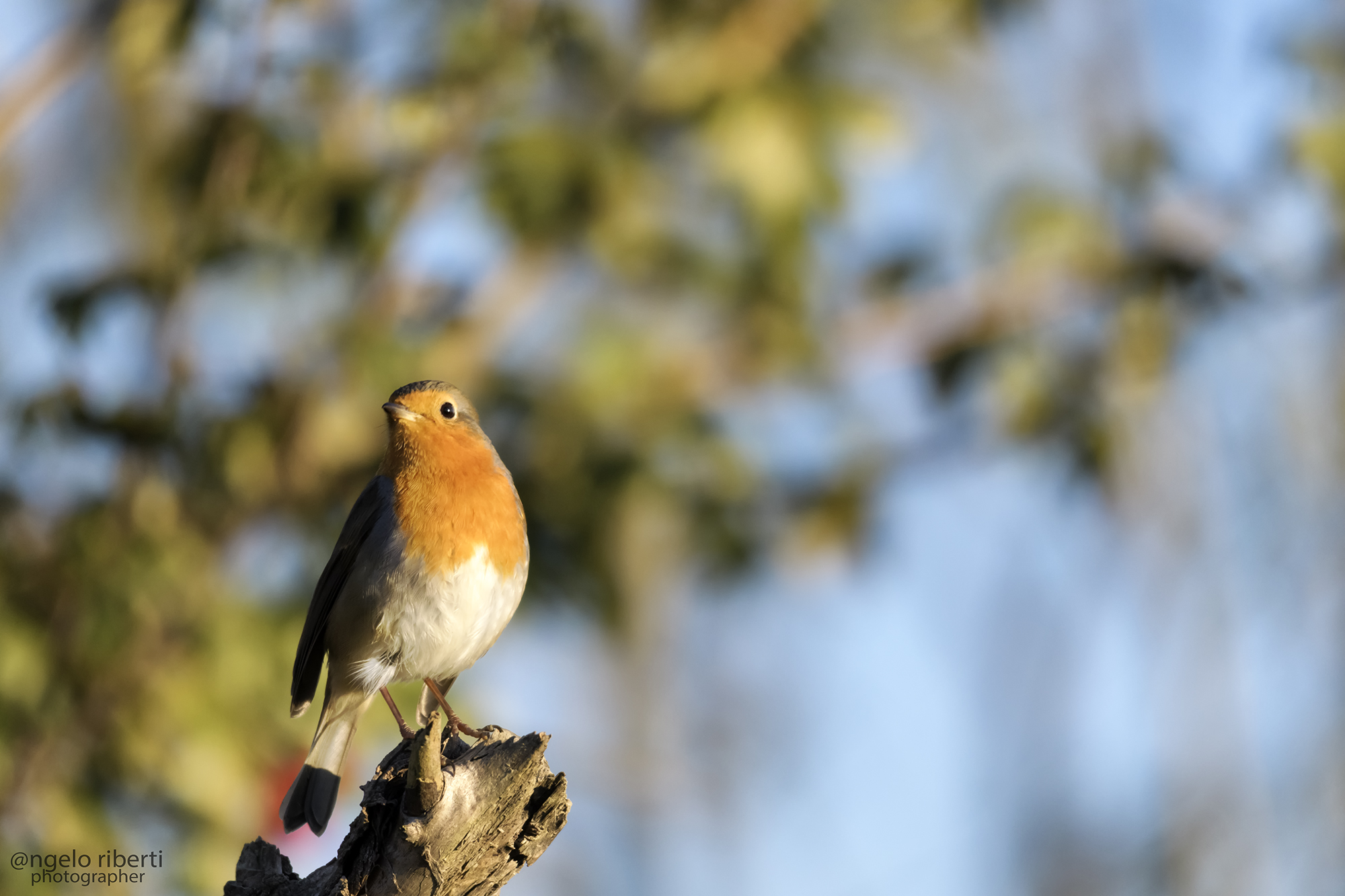 Robin ... cheep cheep