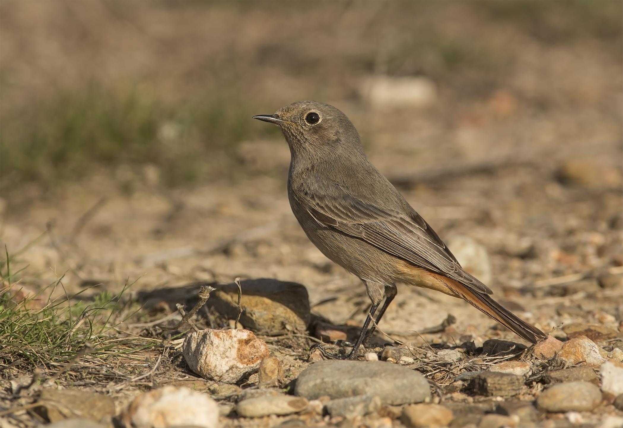 codirosso spazzacamino (phoenicurus ochruros)
