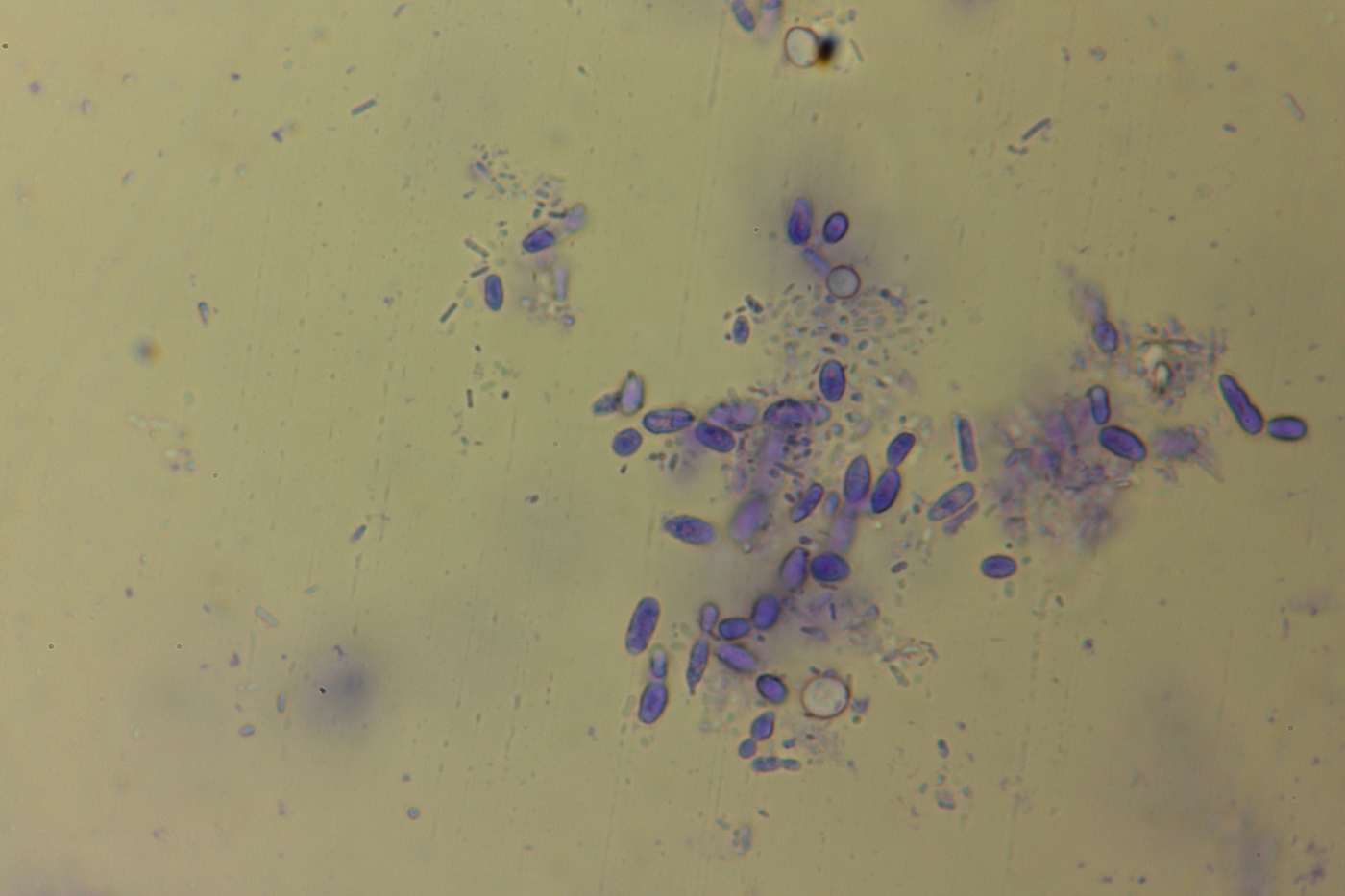 fermented grapes after a month