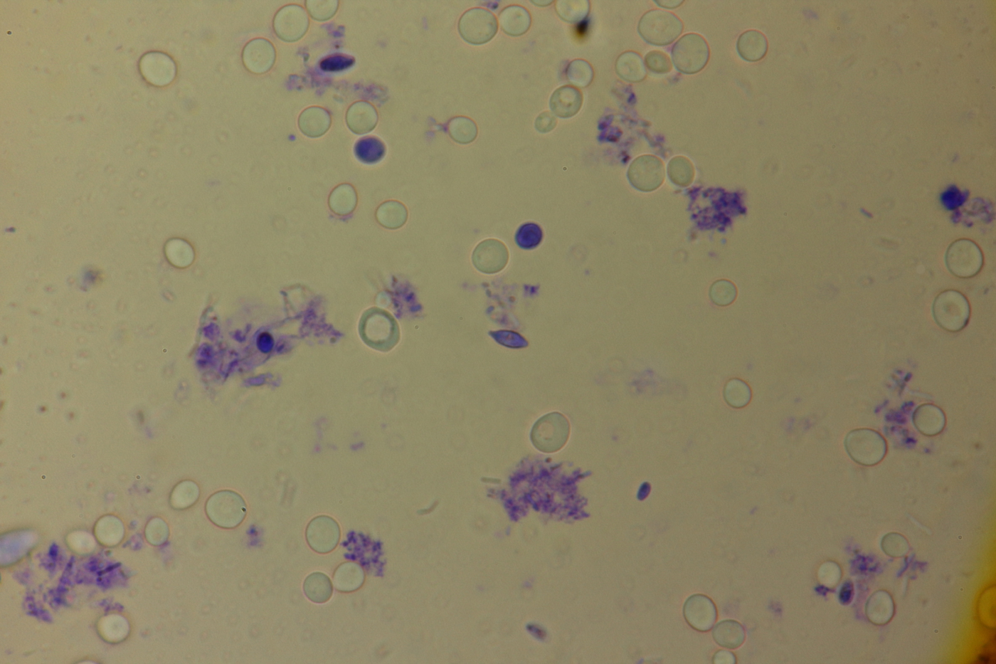 3 fermented grape after one month