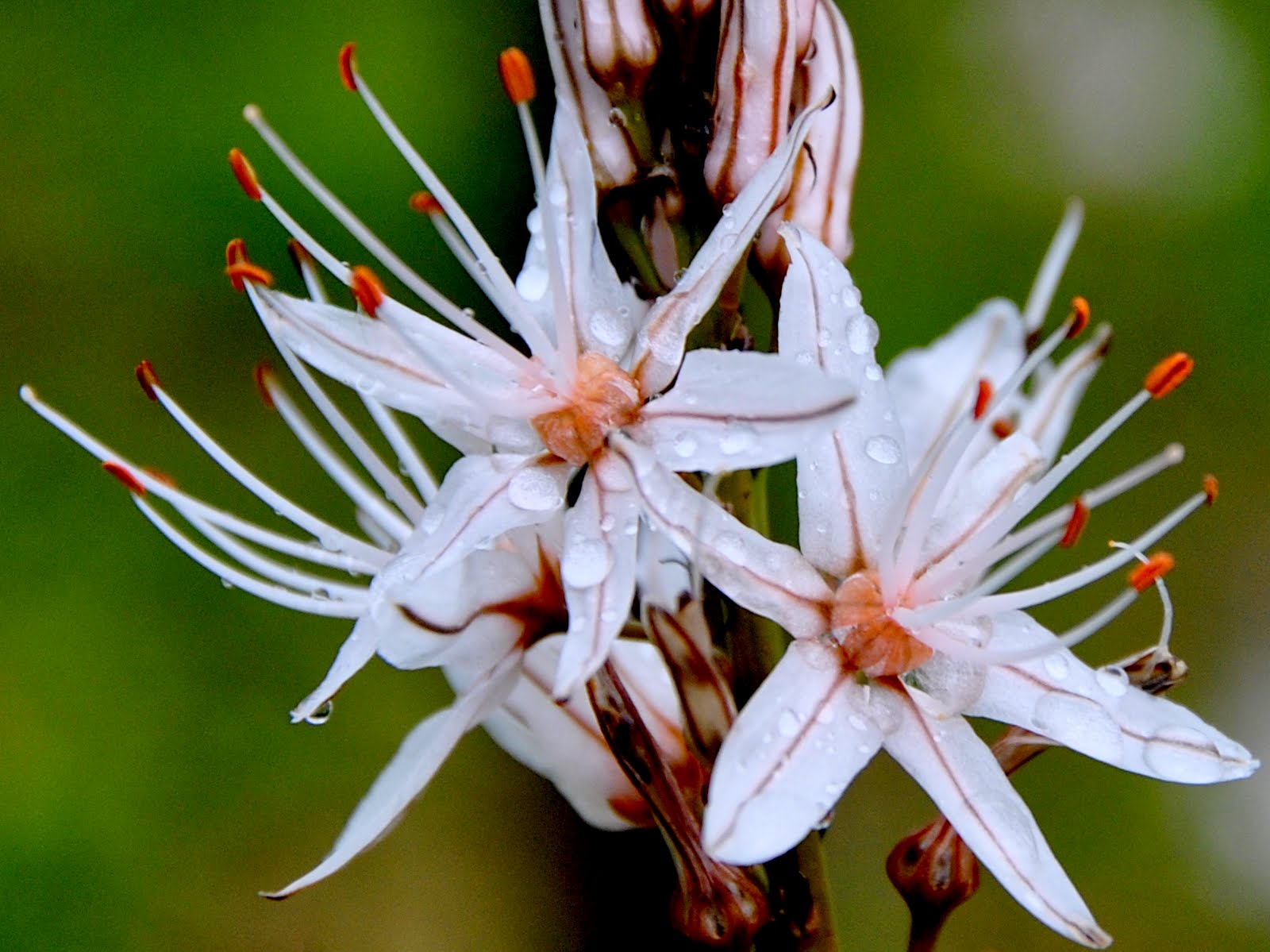 Asfodelo sotto la pioggia...