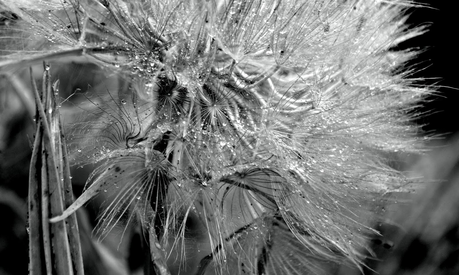 Soffione e gocce di pioggia