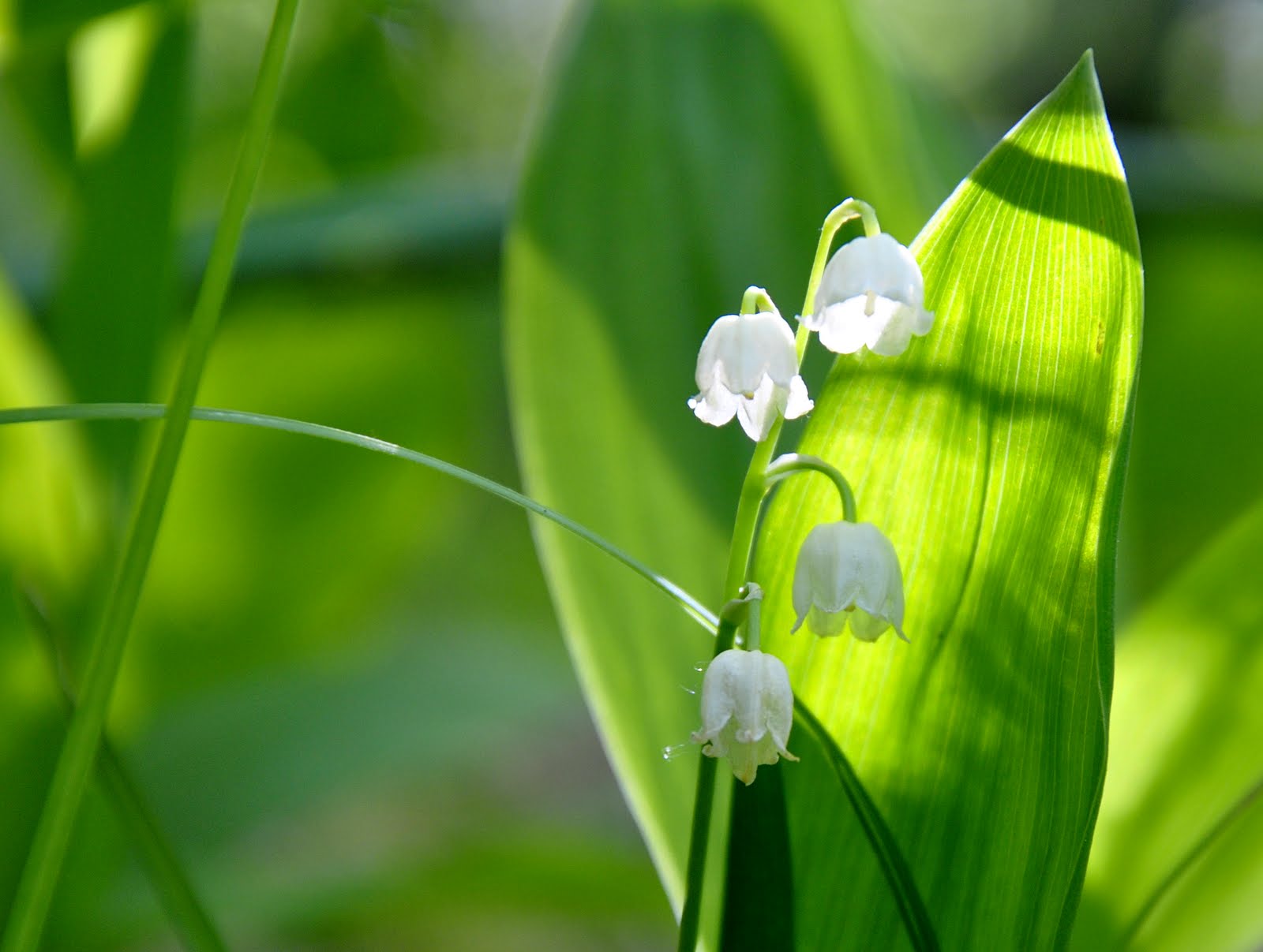 Mughetto selvatico...