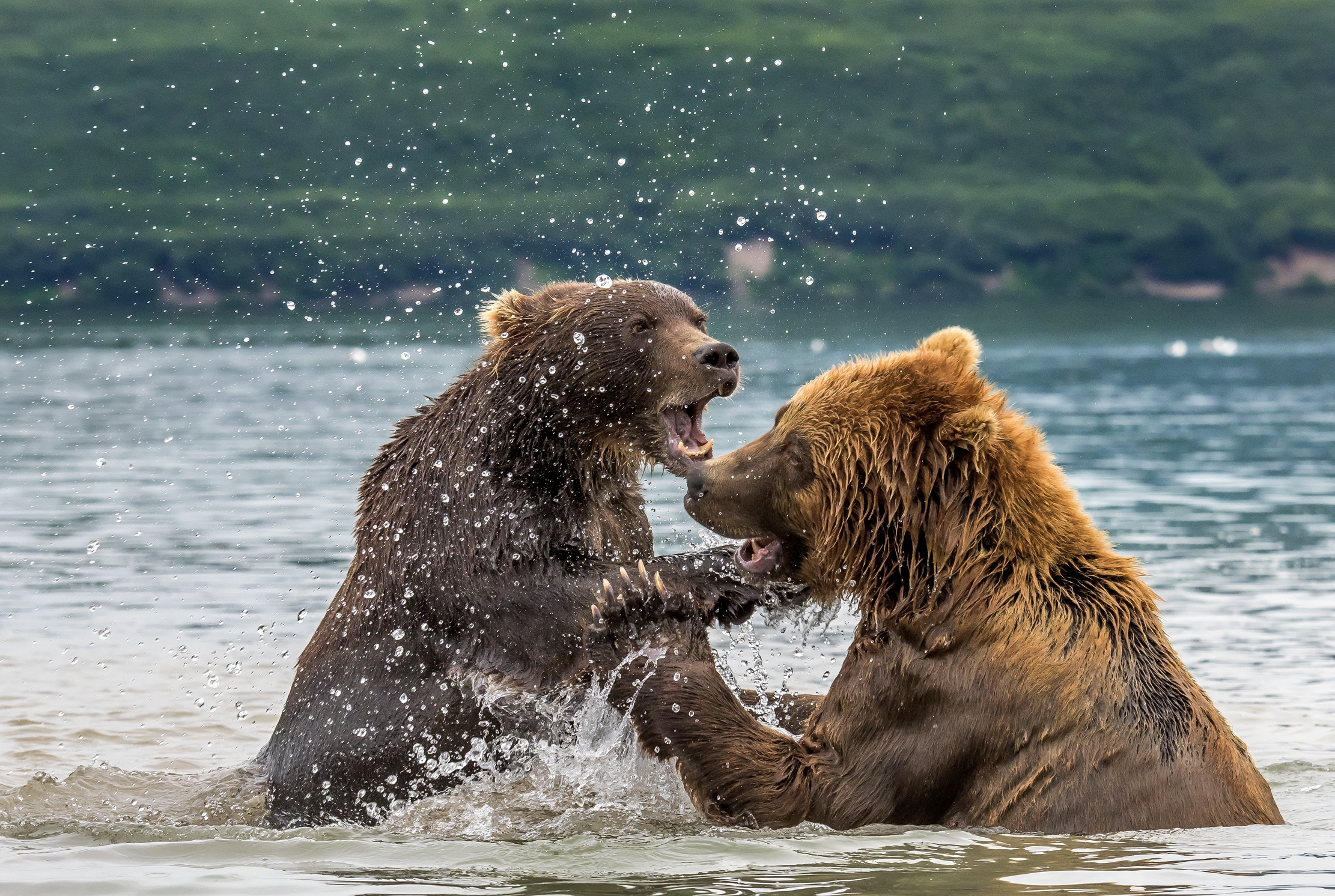 Kamchatka 2016 - Confronti