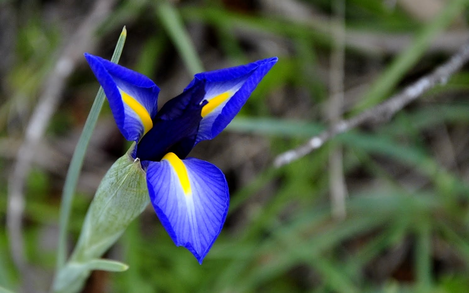 Iris xiphium