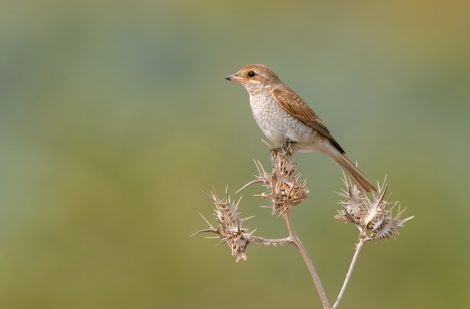 red backed shrike (young)