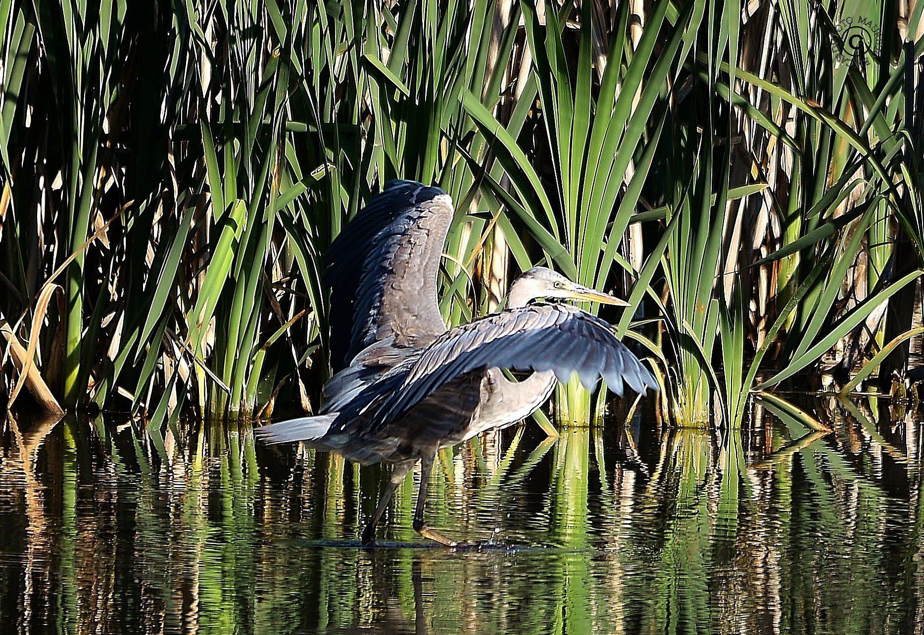 Grey Heron