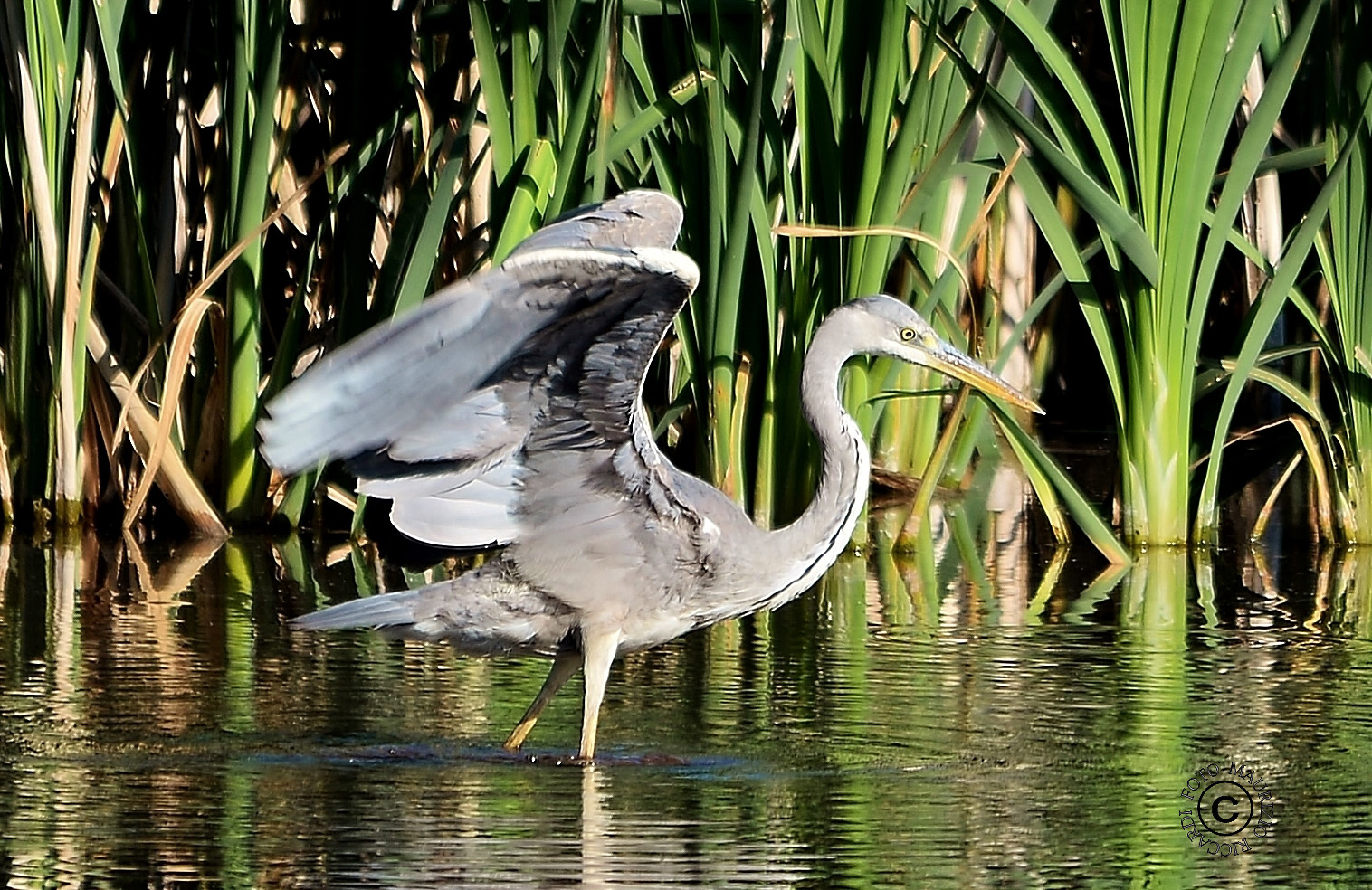 Grey Heron