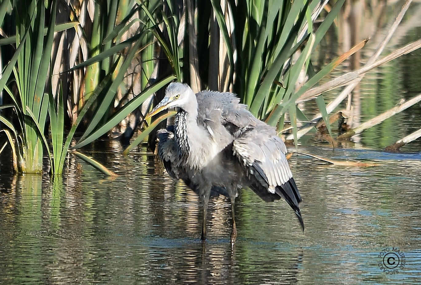 Grey Heron