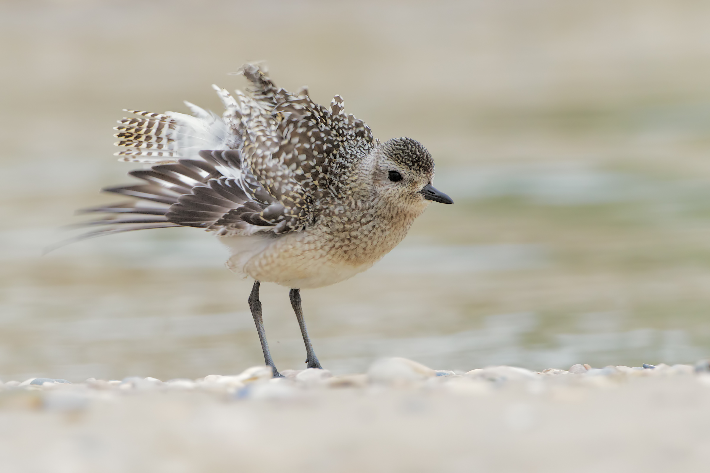 Grey Plover young
