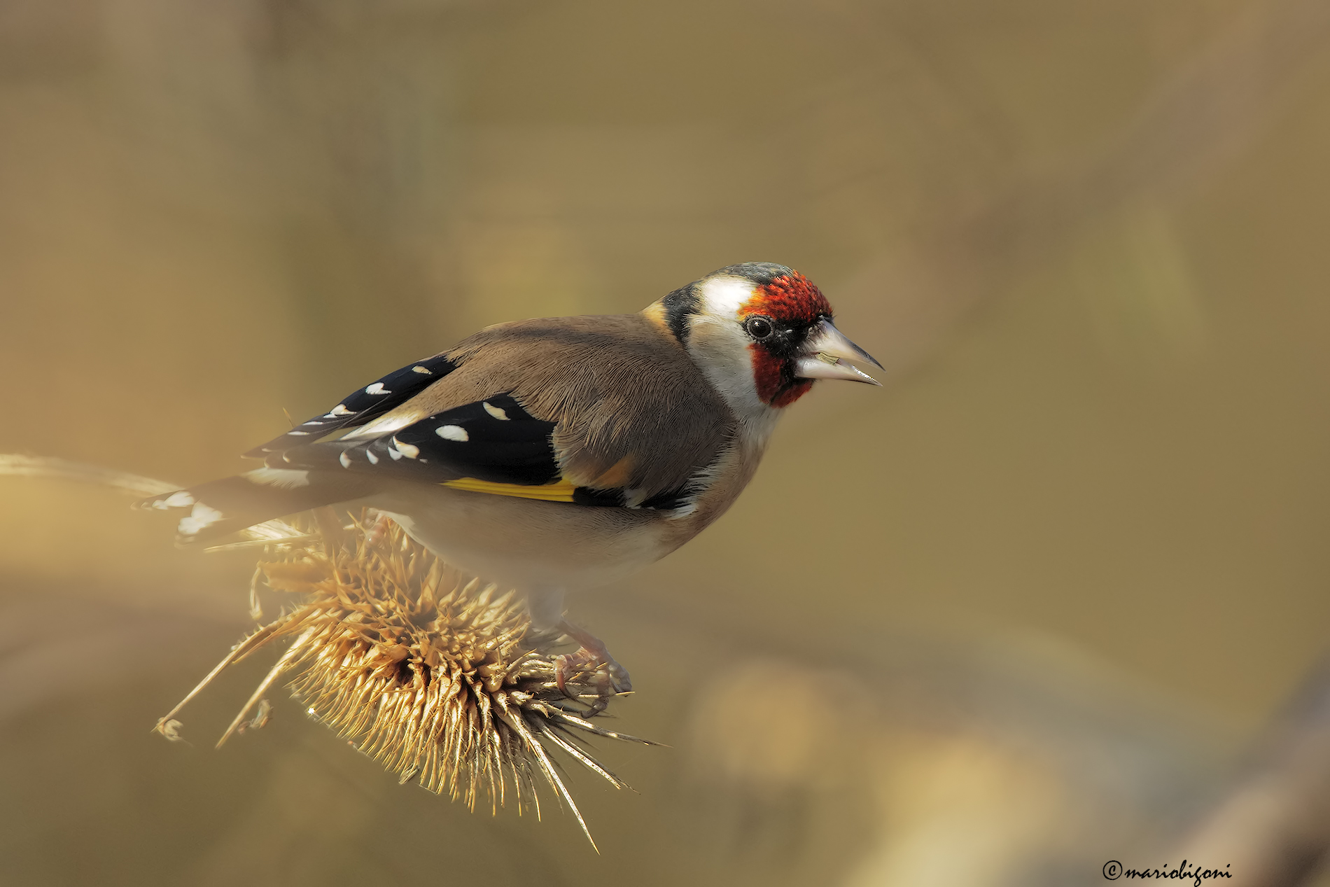 Goldfinch
