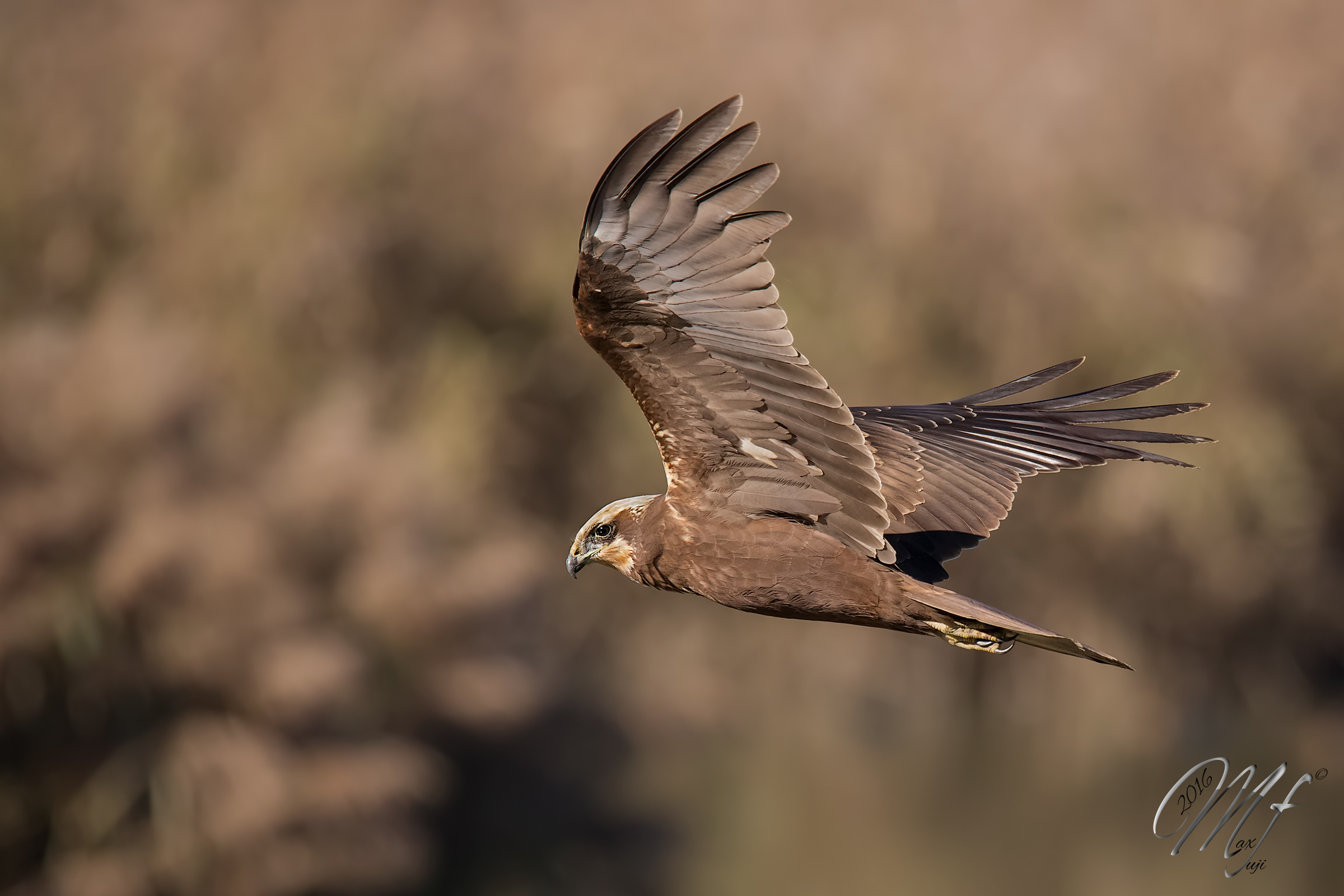 Marsh harrier