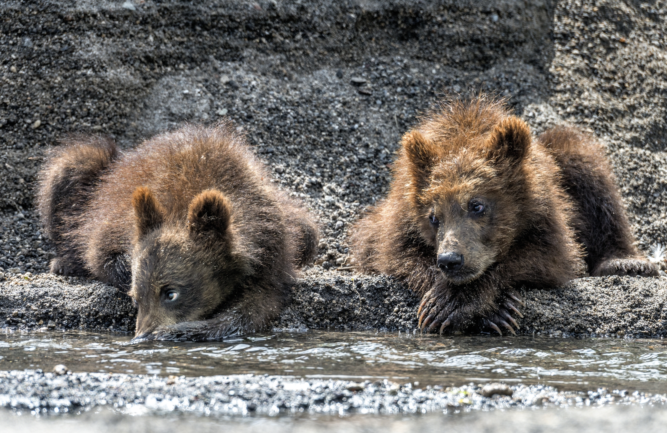 Kamchatka 2016 - Cubs