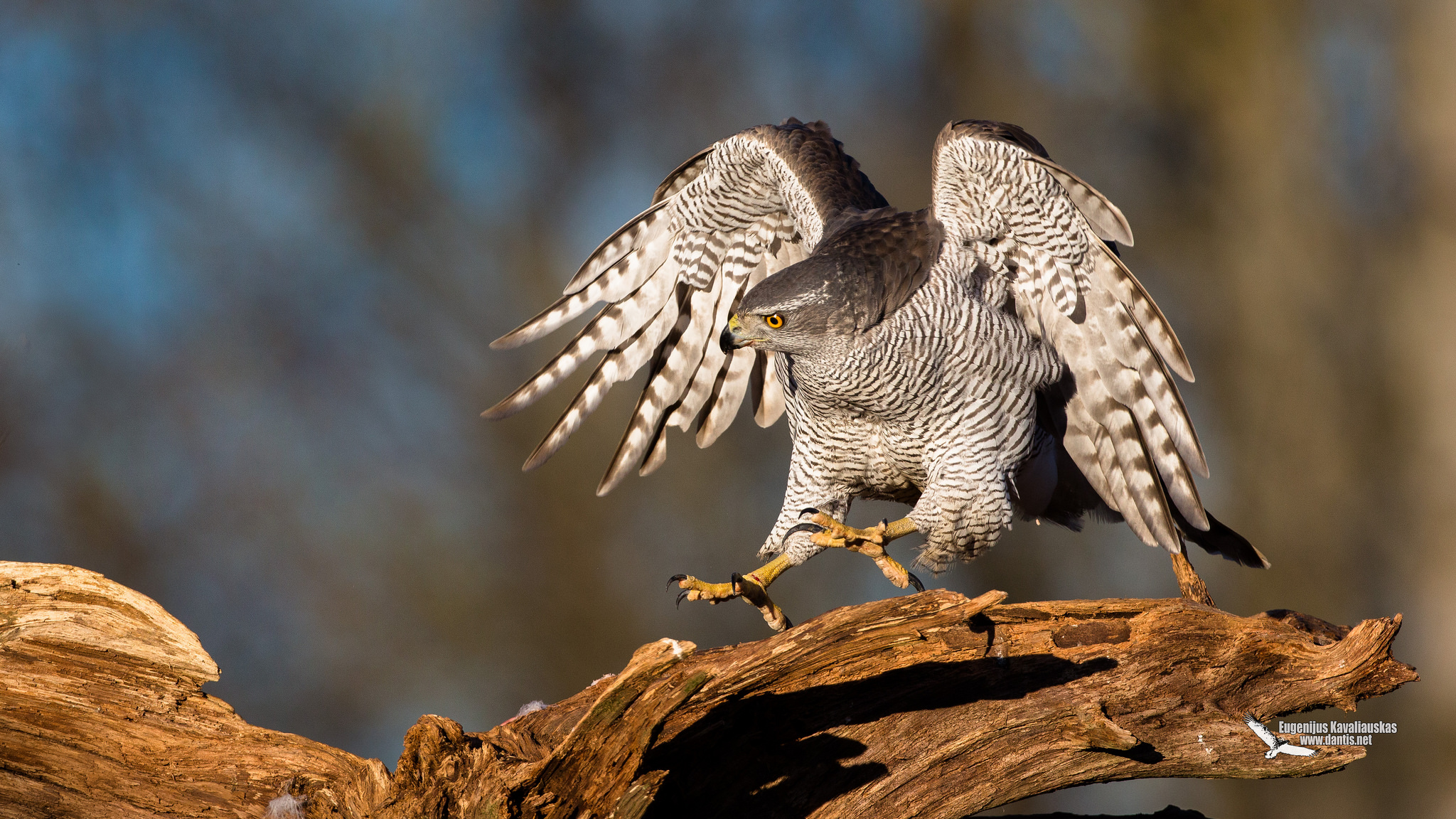 Astore (Accipiter gentilis)