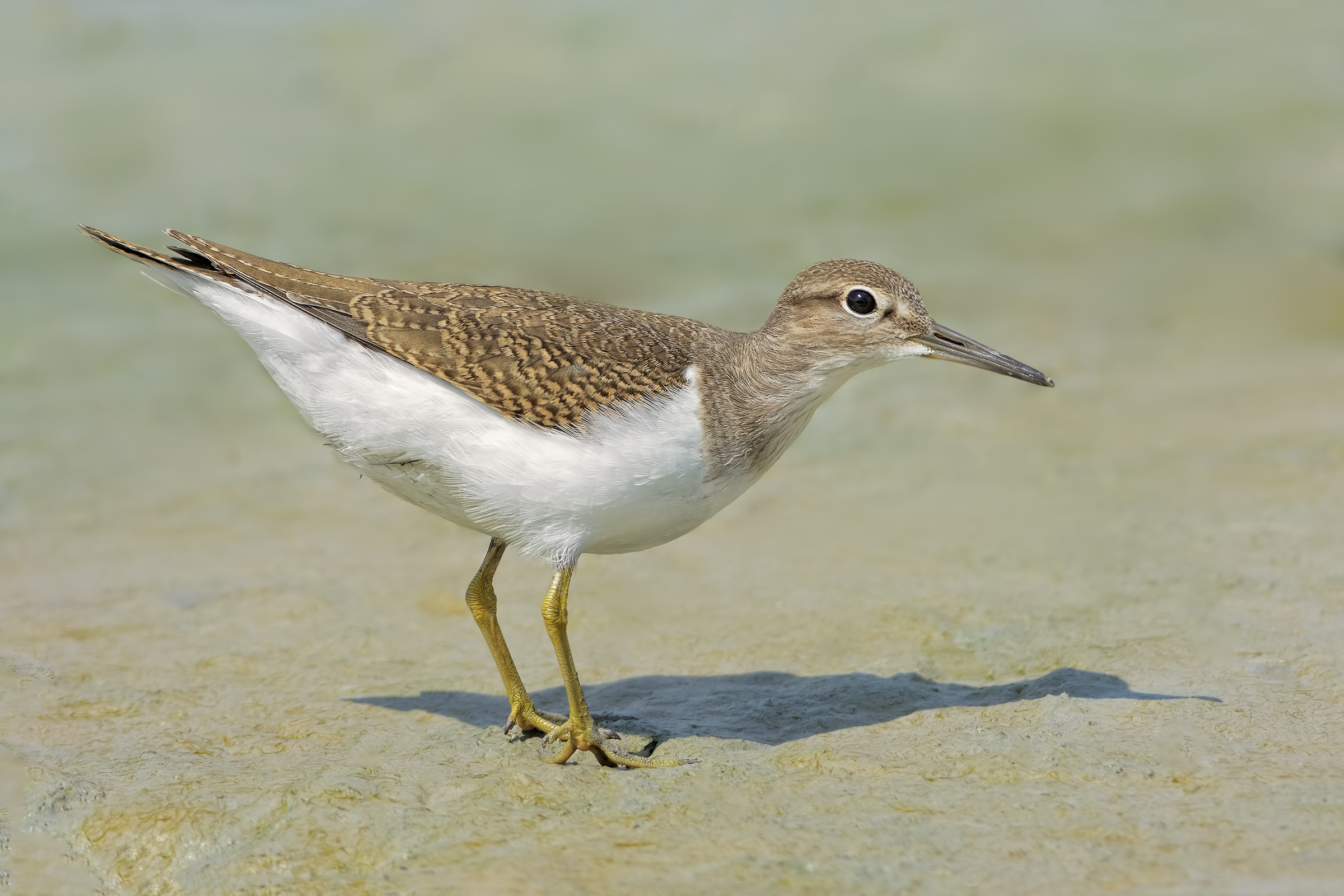 Piro piro piccolo (Actitis hypoleucos)