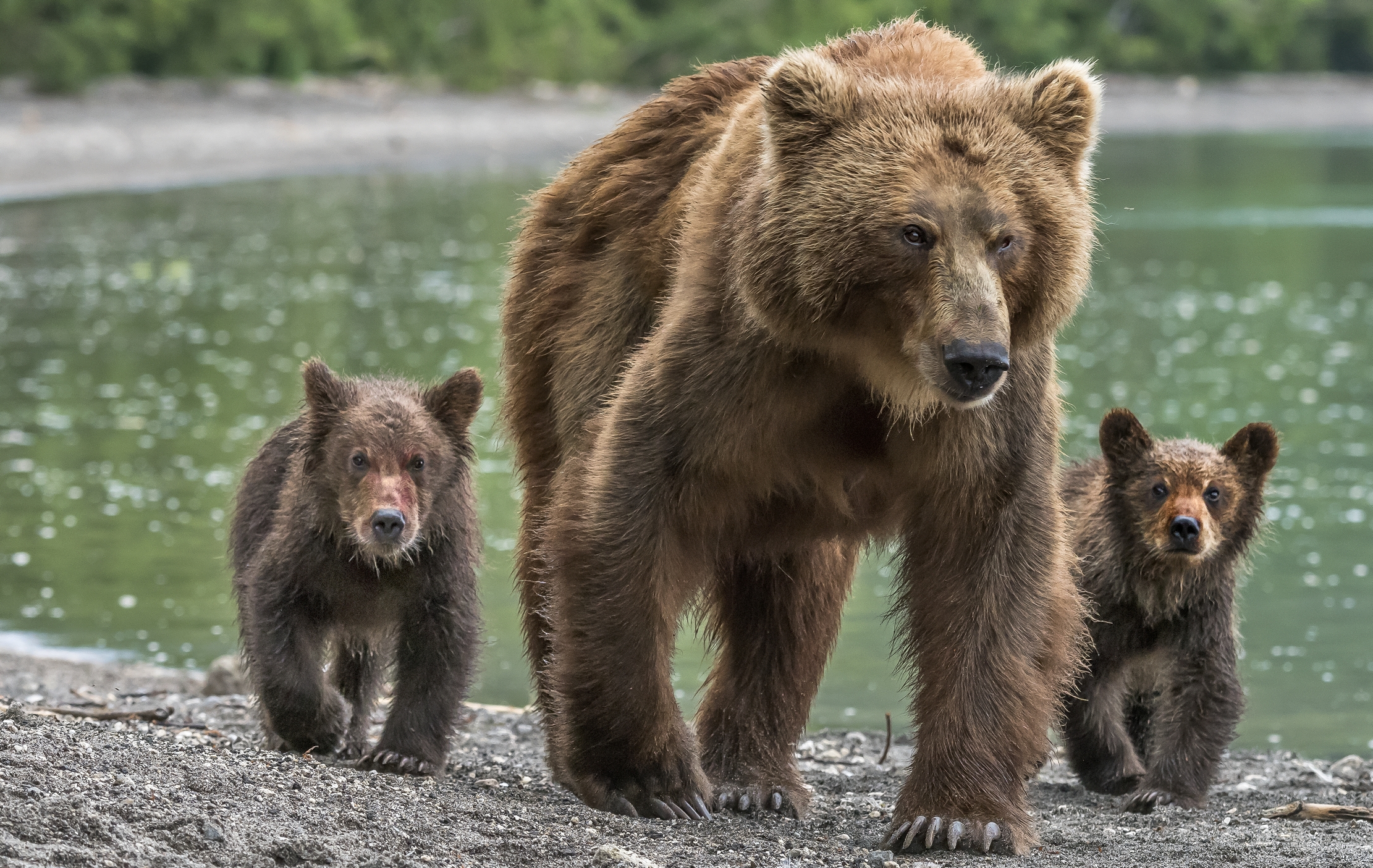Kamchatka 2016 - Bears