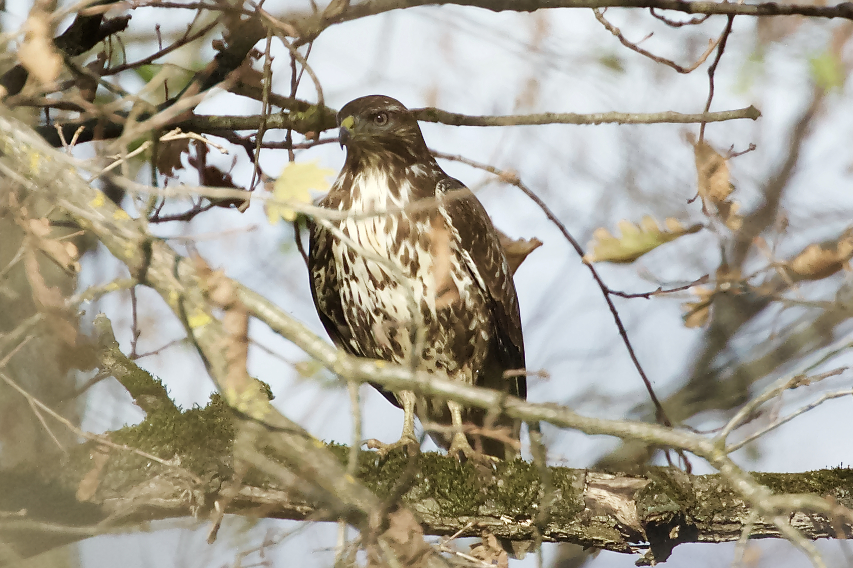 Buzzard in the branches ....