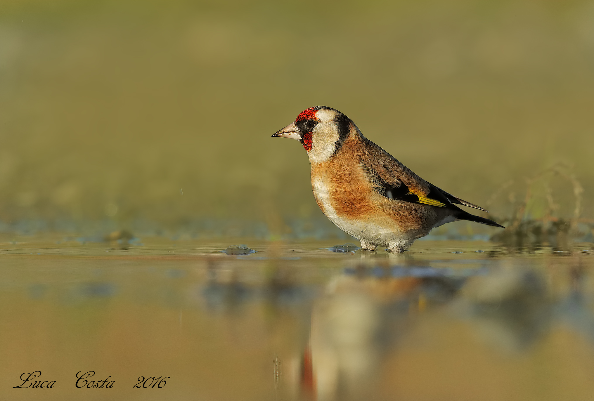 Cardellino in ammollo