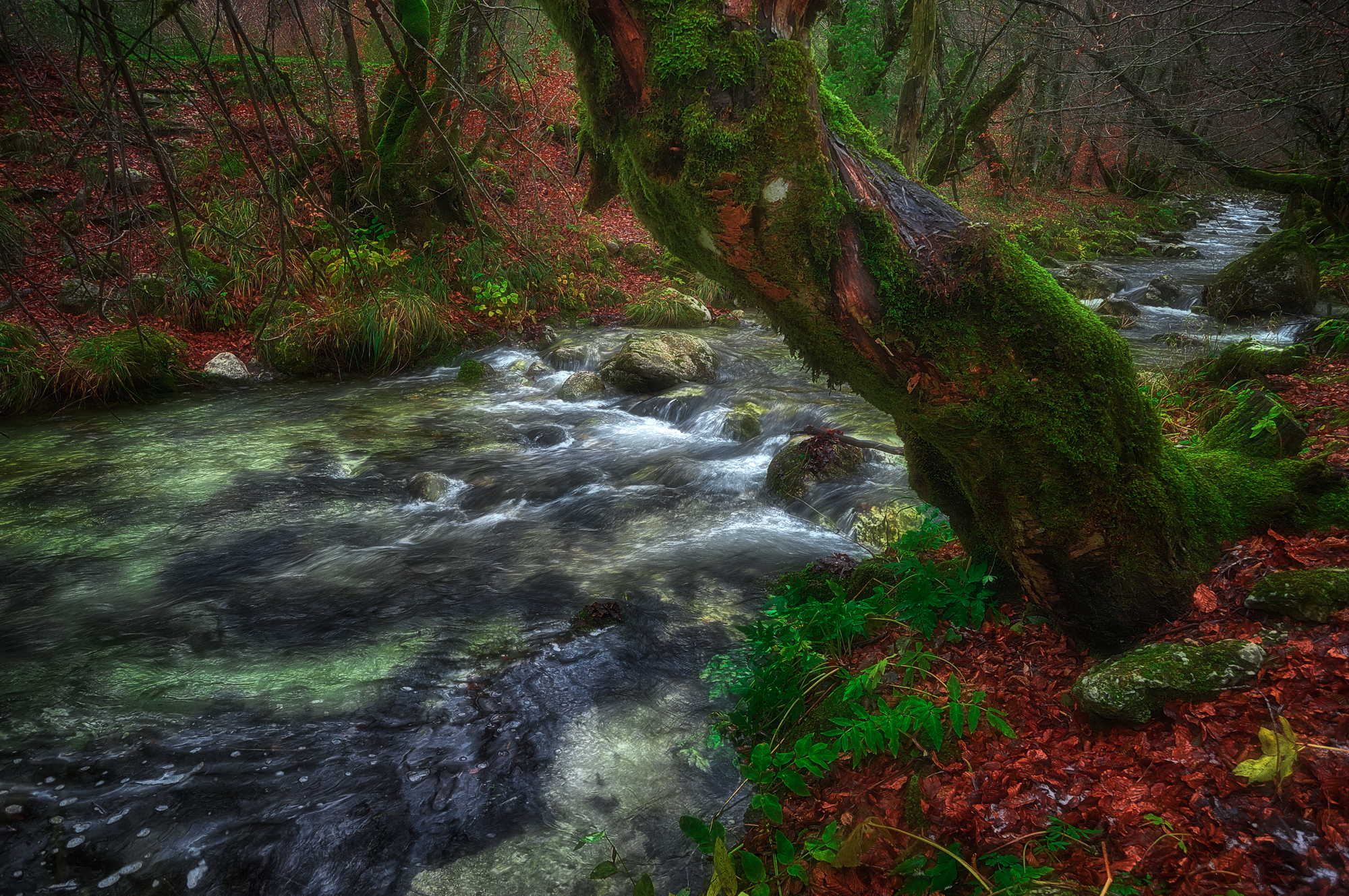 Last remnants of autumn