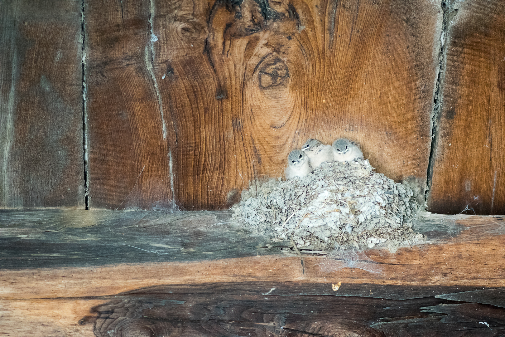 Small swallows (Cison)