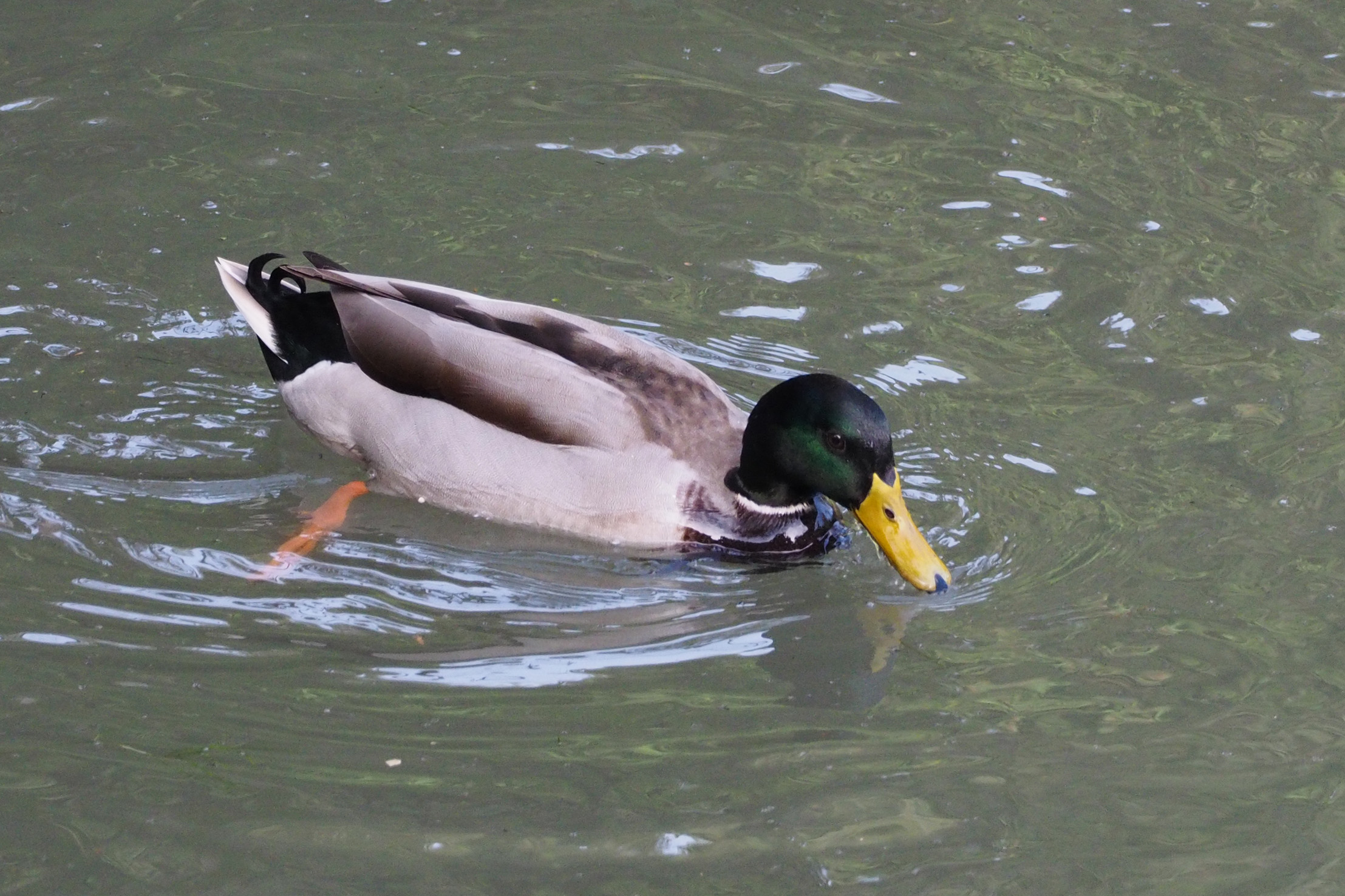 Mallard