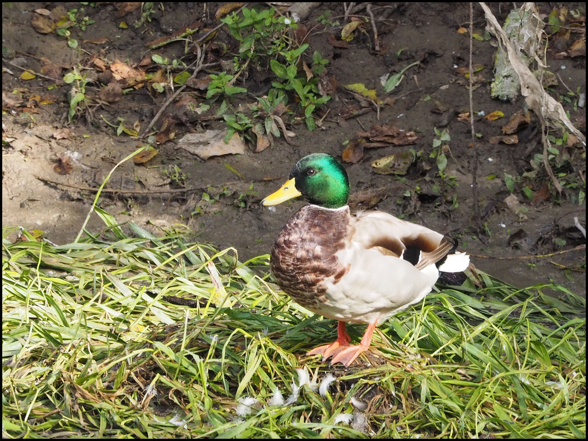 Mallard