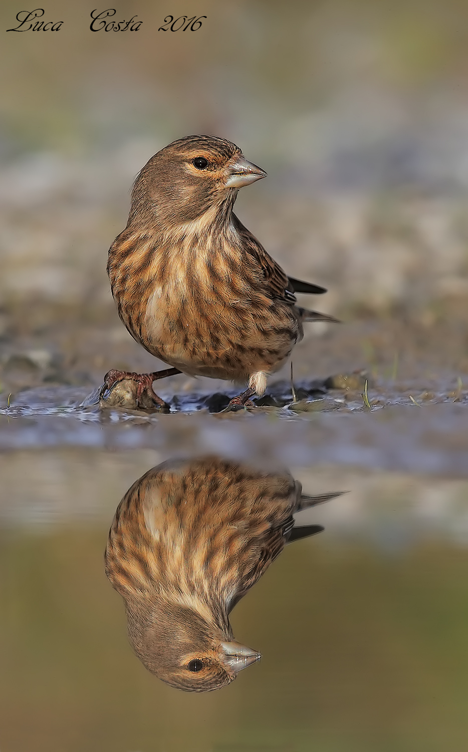 Risflesso and attentive ............