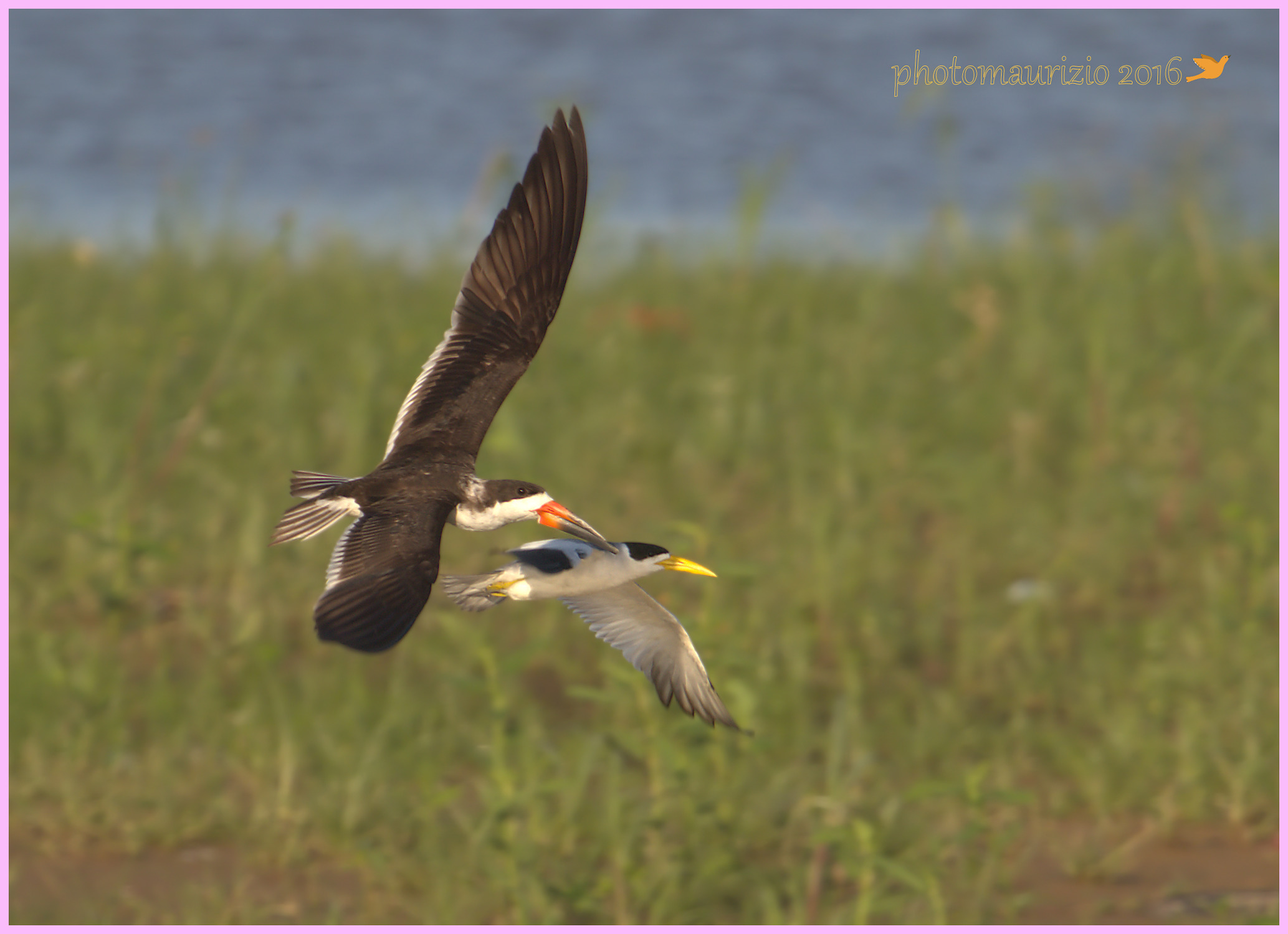 tern big beak and terns in American scissor beak