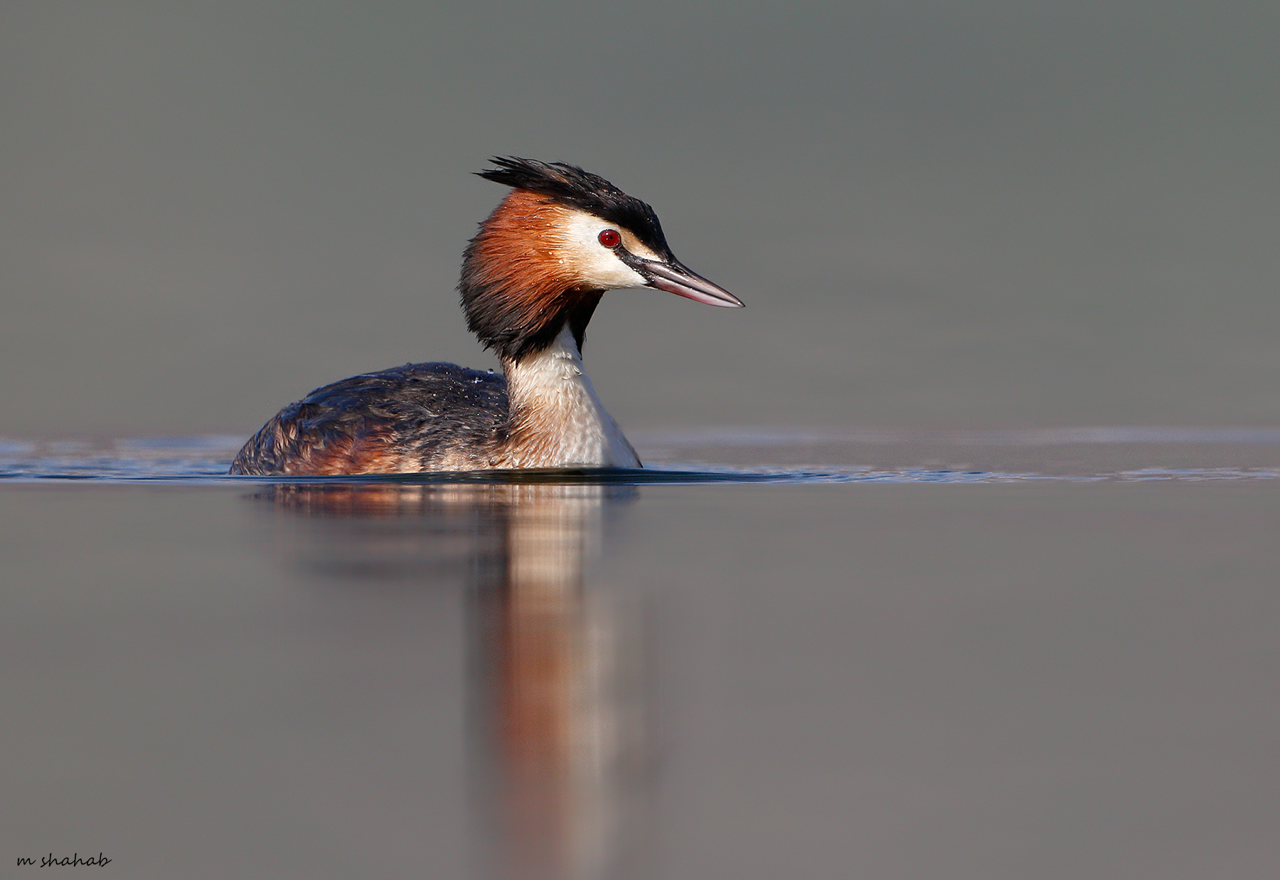 Great Crested Grebe