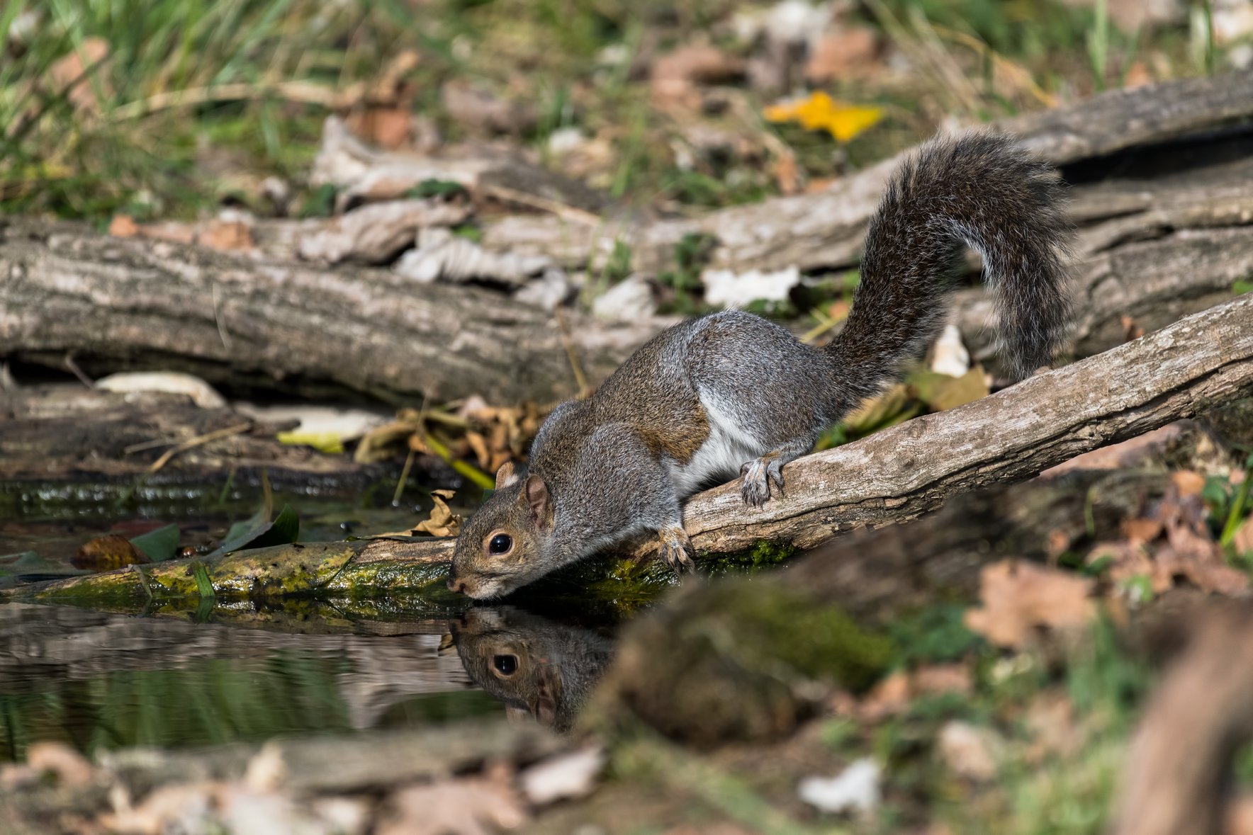 I mirror - Squirrel