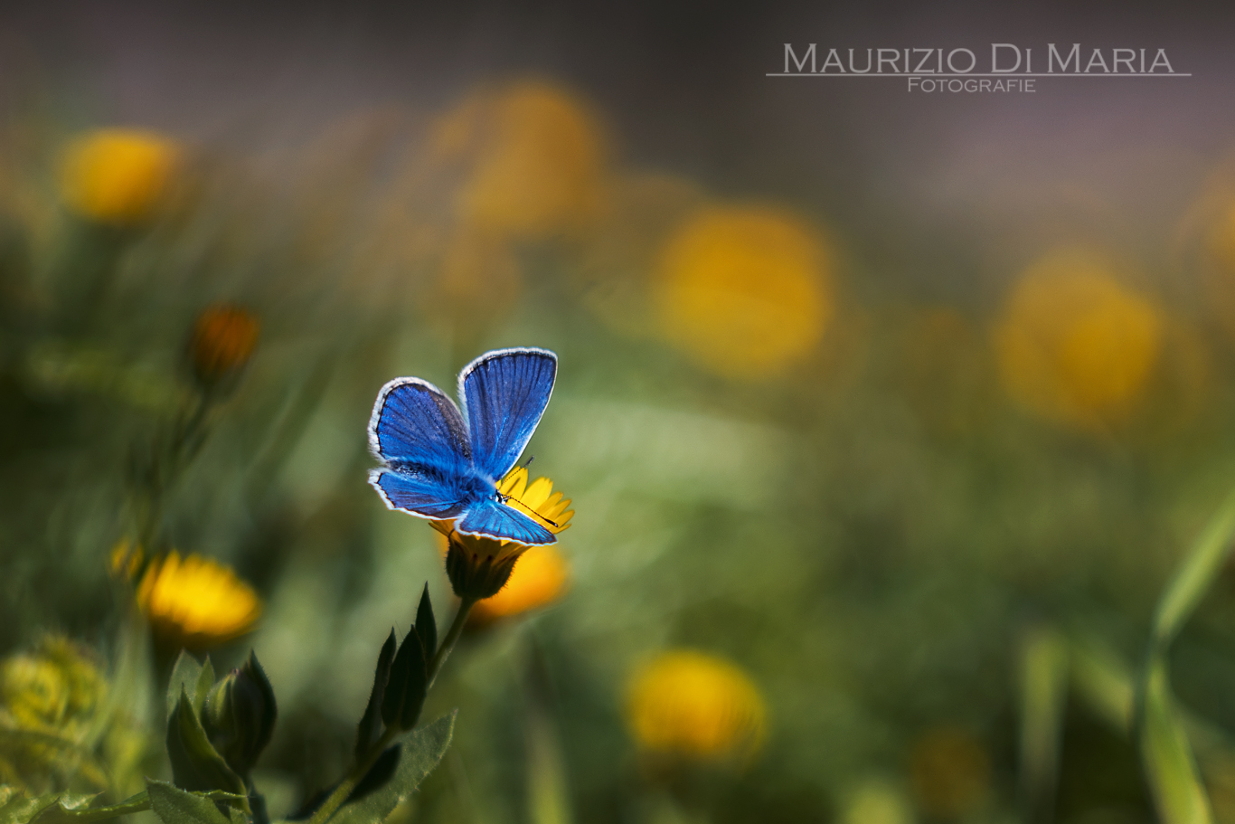 Layla, the butterfly vain ...