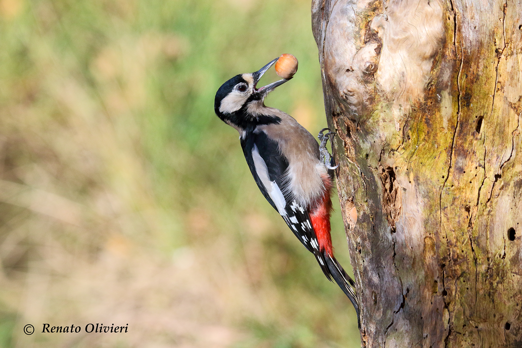 more Red Woodpecker (Dendrocopos major)