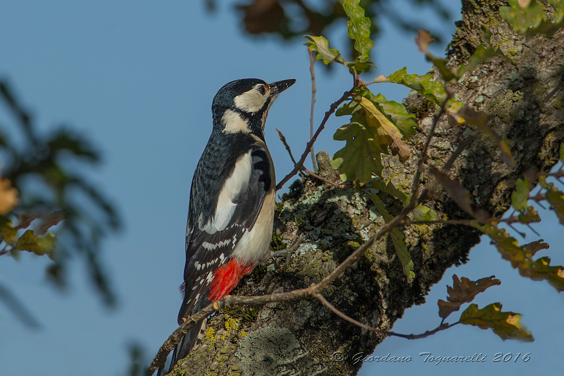 Great Spotted Woodpecker F