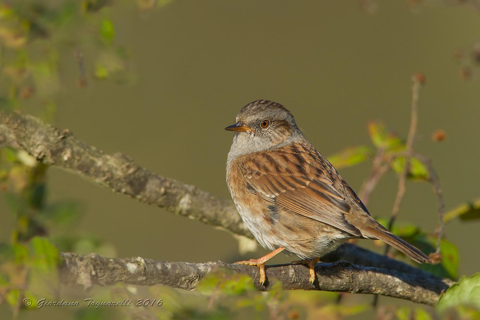 Dunnock