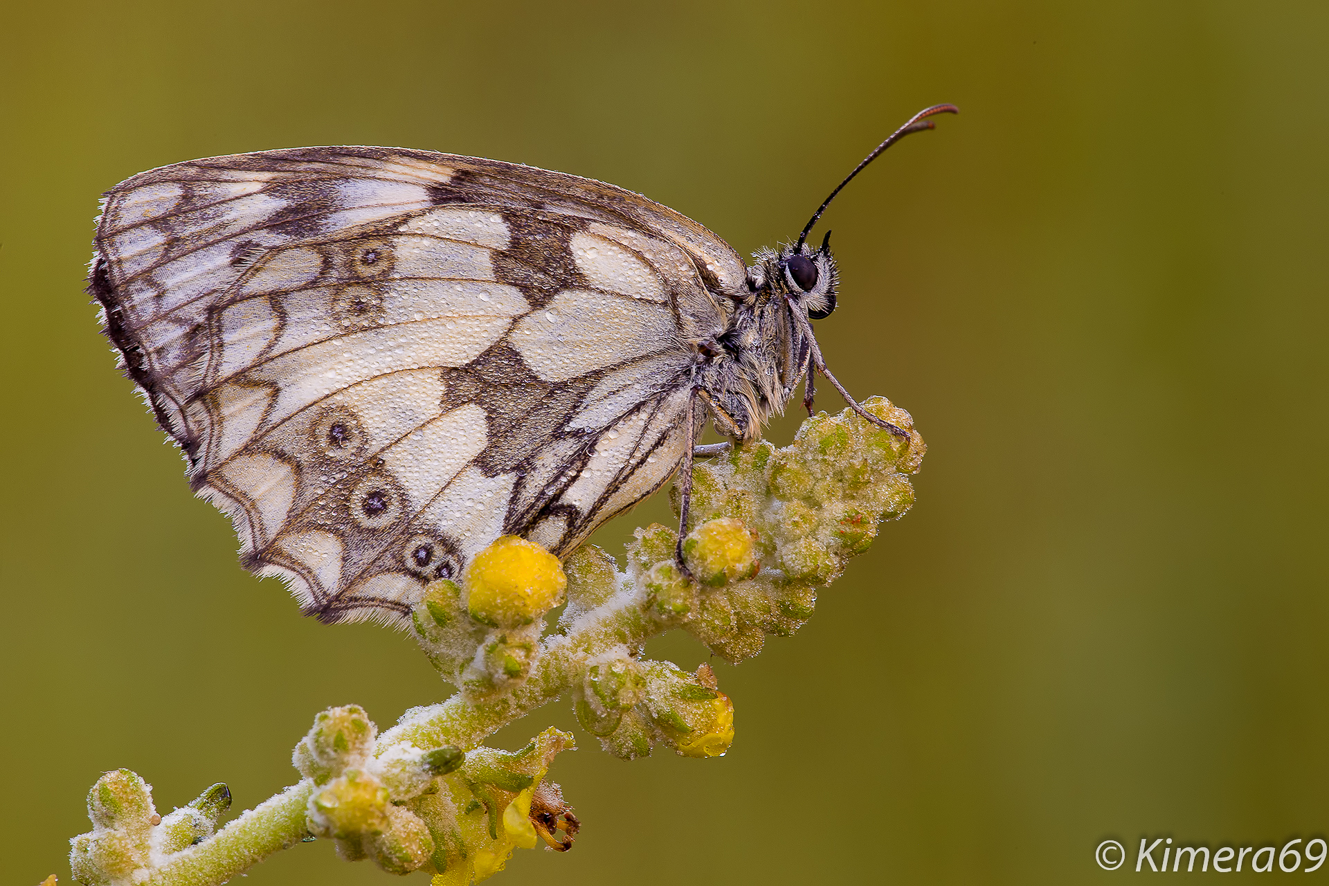 Melanargia galathea