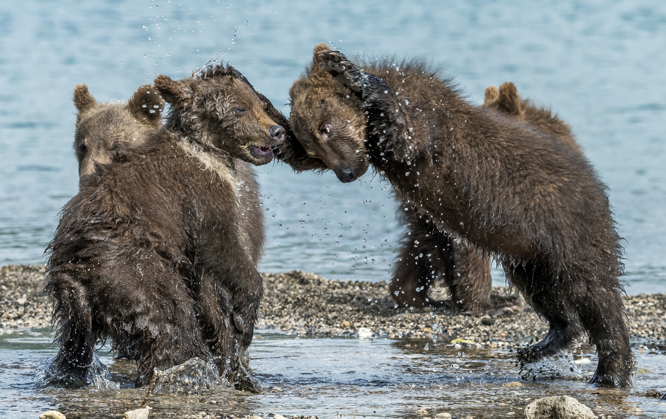 Kamchatka 2016 - Giochi
