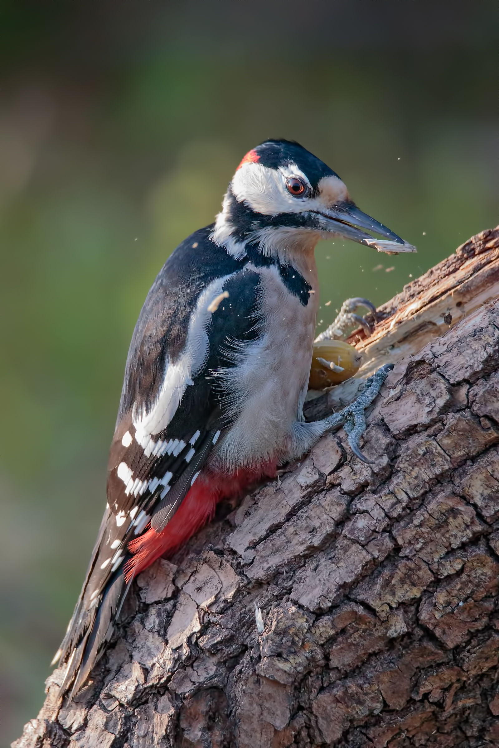 woodpecker in action ...