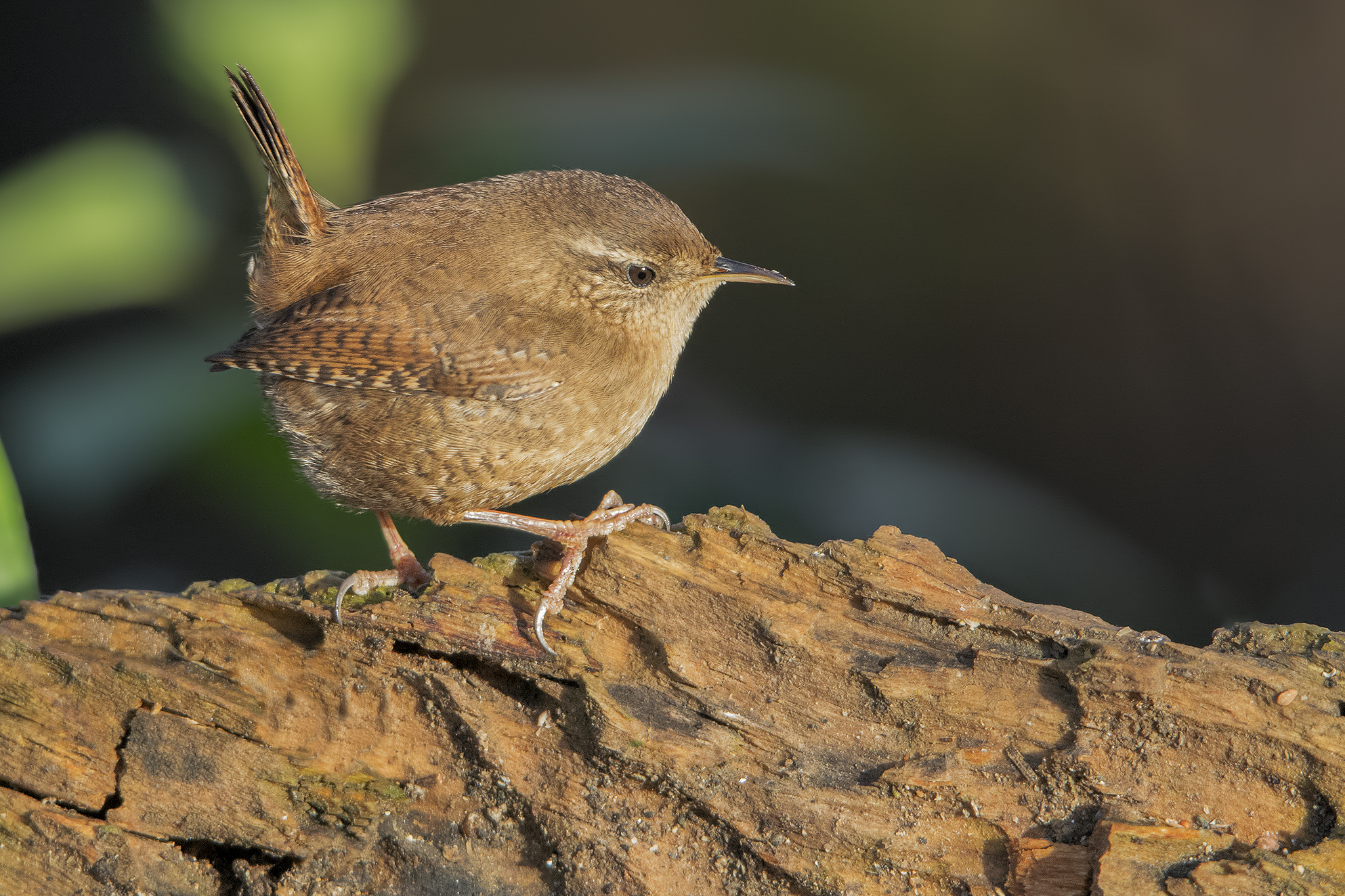 Scricciolo (Troglodytes troglodytes).