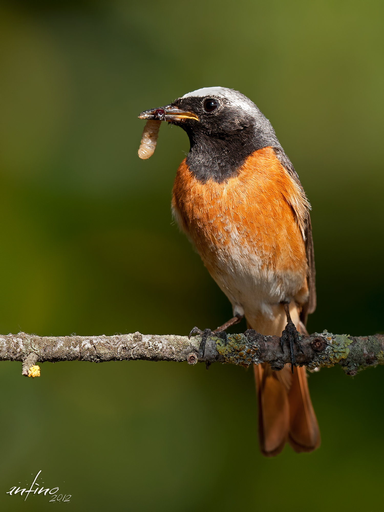 Redstart male